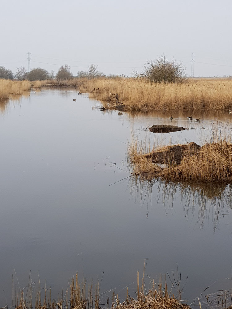 Natuurreservaat Molenplaat Bergen op Zoom