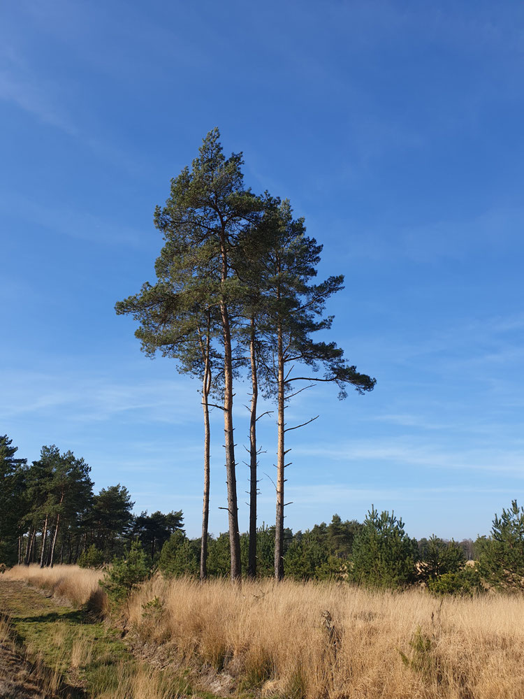 Kalmthoutseheide