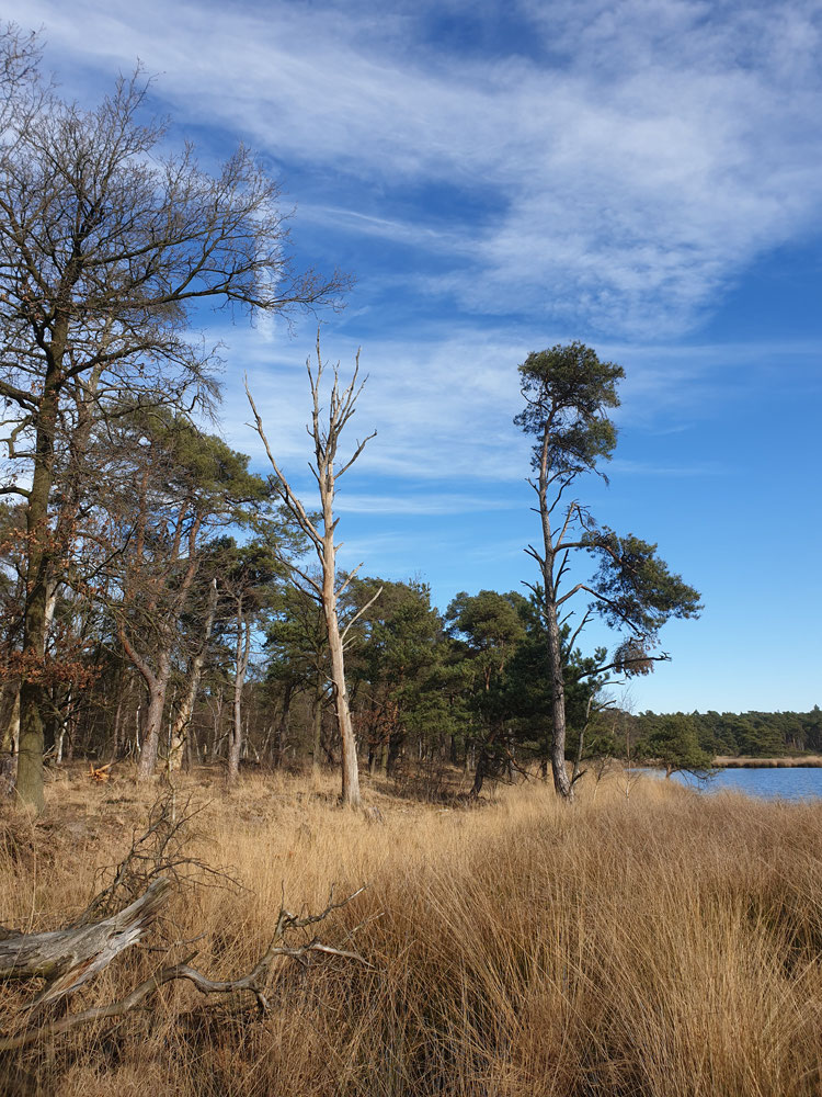 Kalmthoutseheide