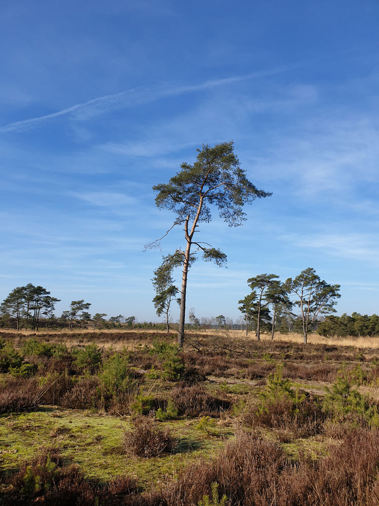 Kalmthoutseheide