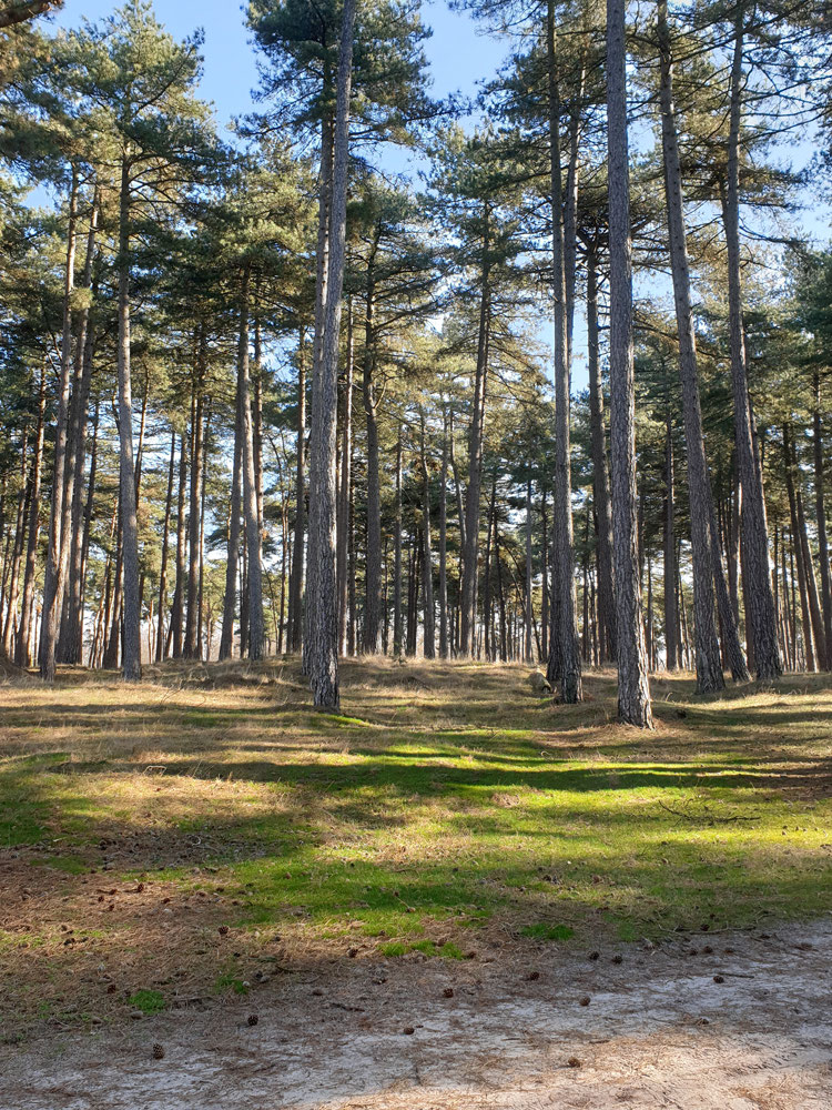 Kalmthoutseheide