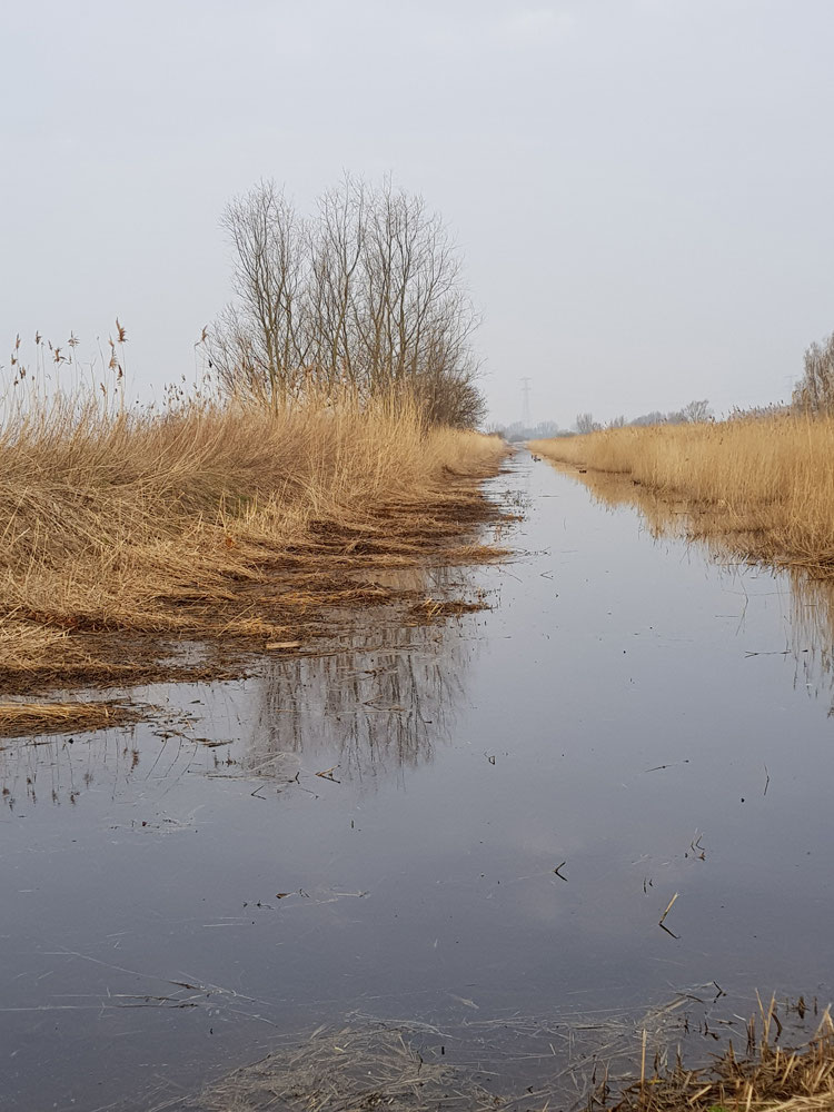 Natuurreservaat Molenplaat Bergen op Zoom