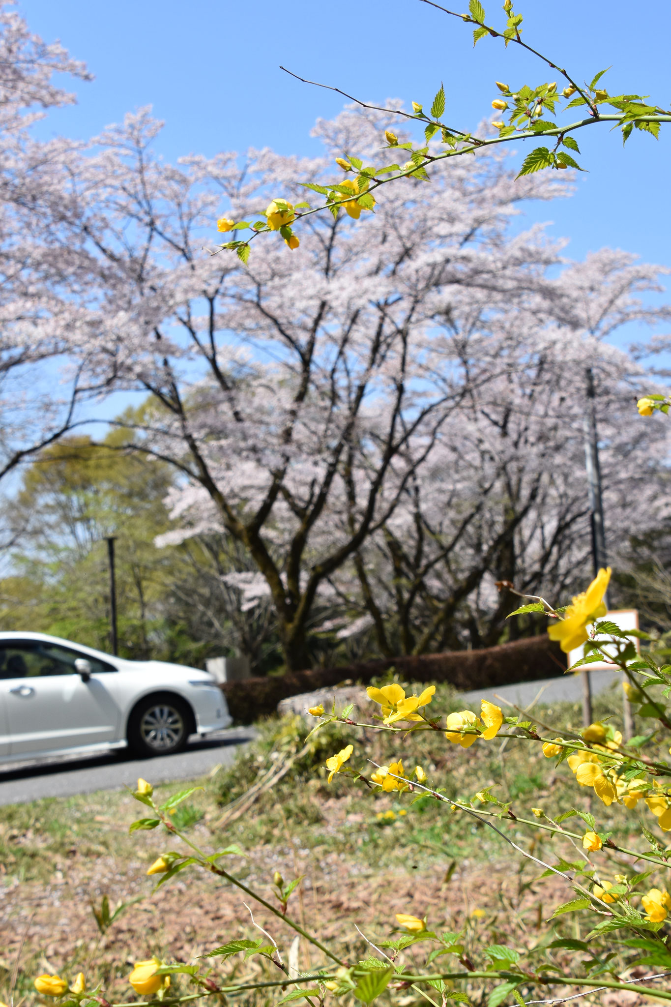 ヤマブキと長岡公園の桜