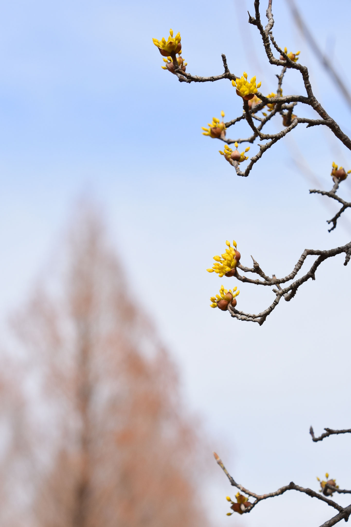 春を呼ぶサンシュユの花