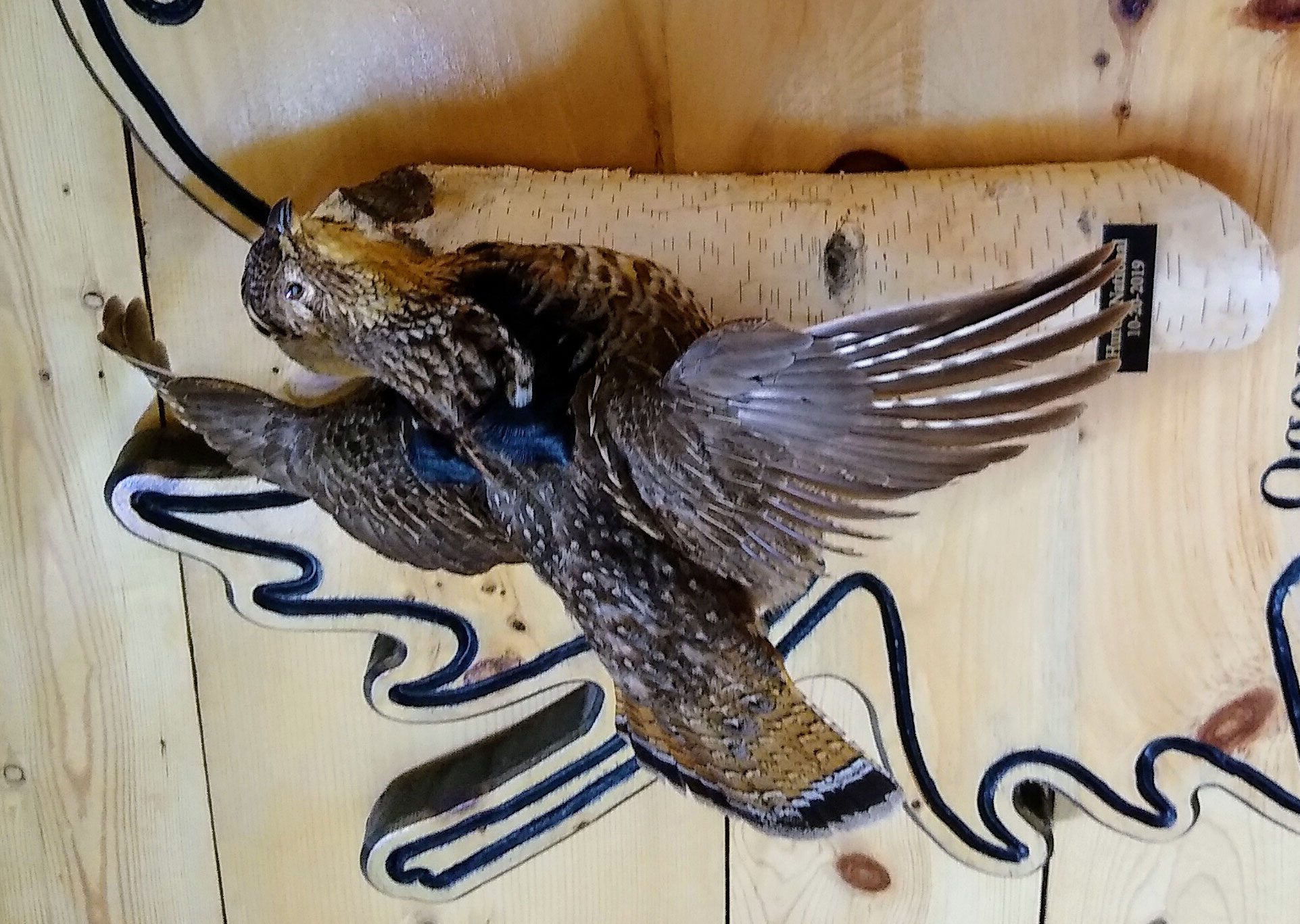 Ruffed Grouse
