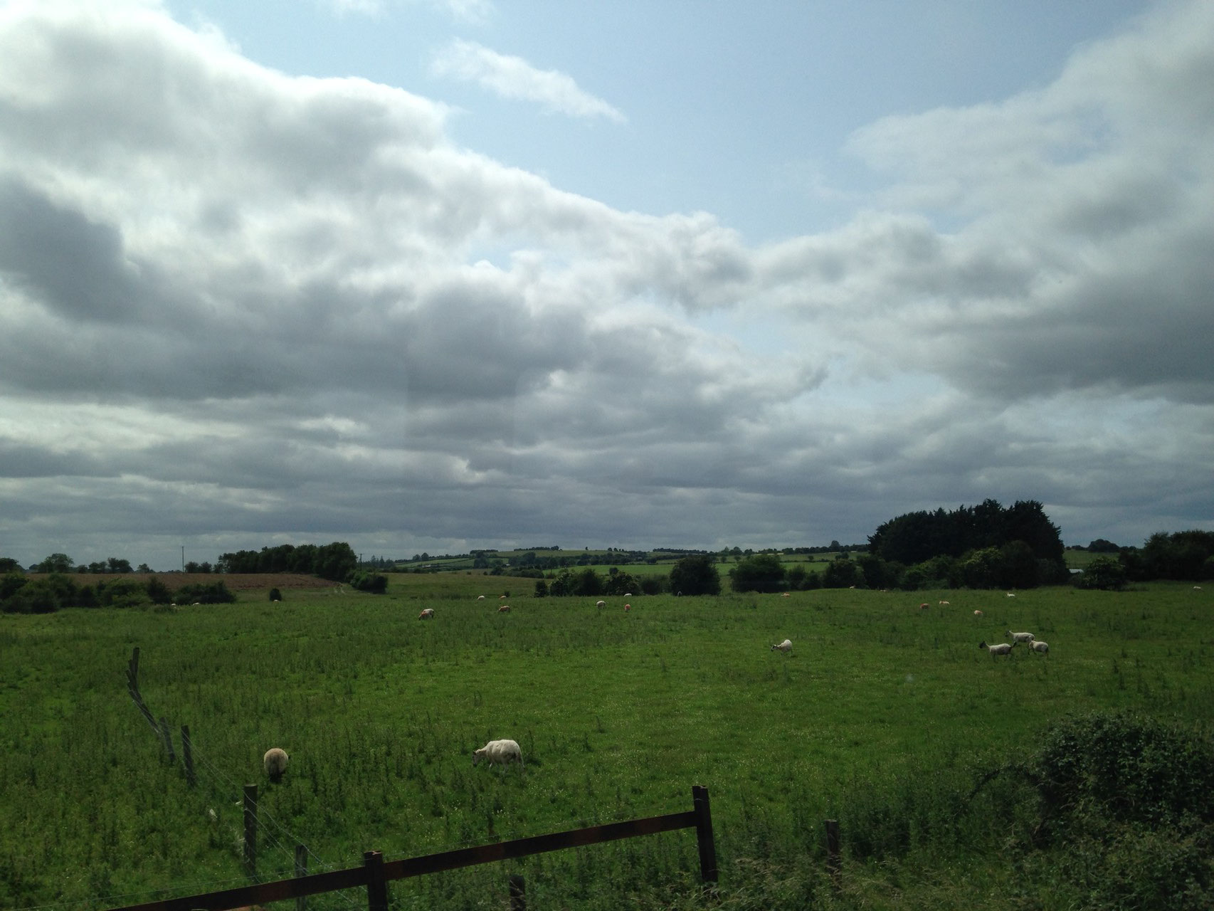 ダブリンからウェストポートへの列車の車窓から。住宅街を過ぎれば、羊がたくさん。
