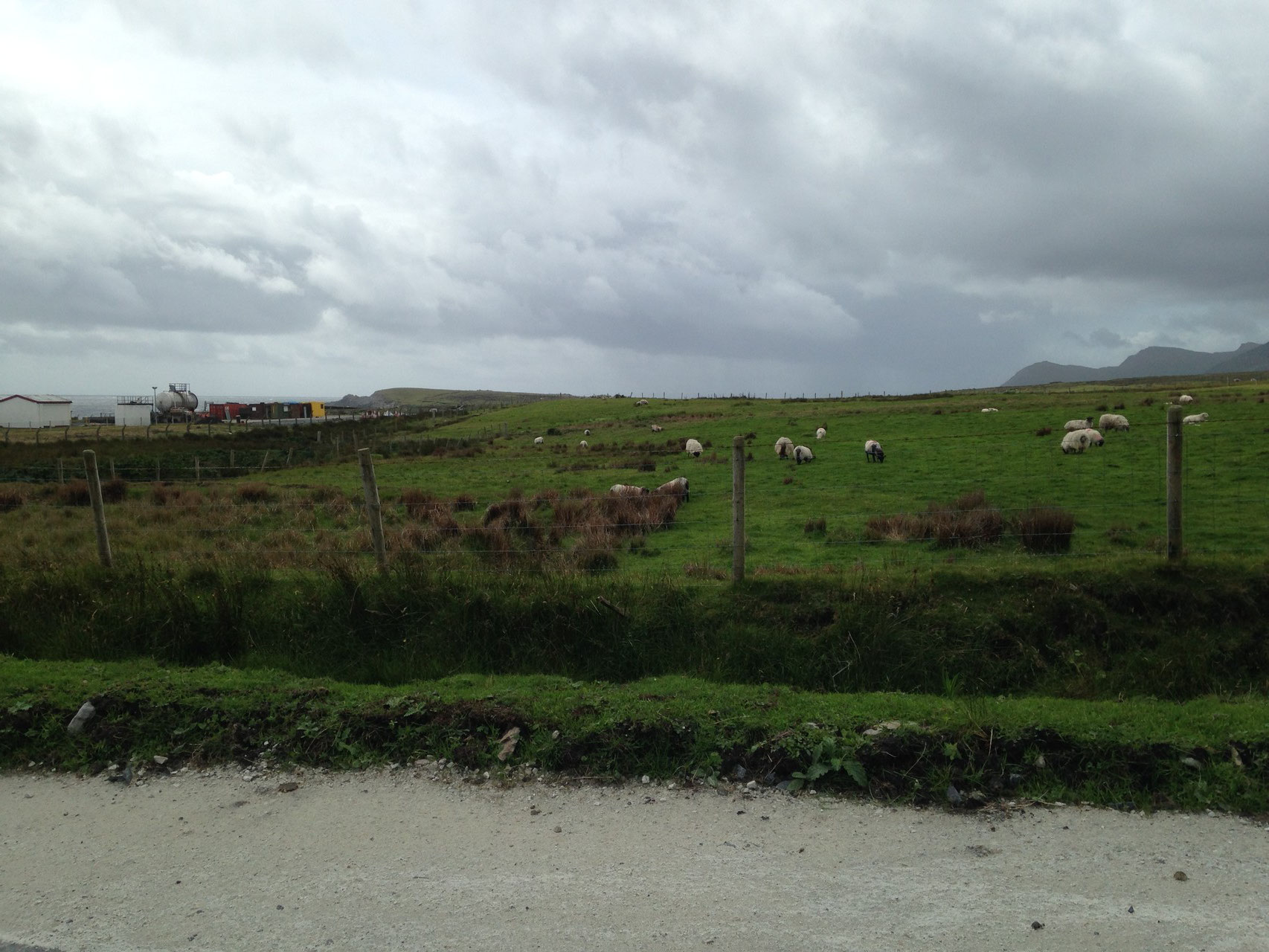 2．どこにも羊が放牧されています。