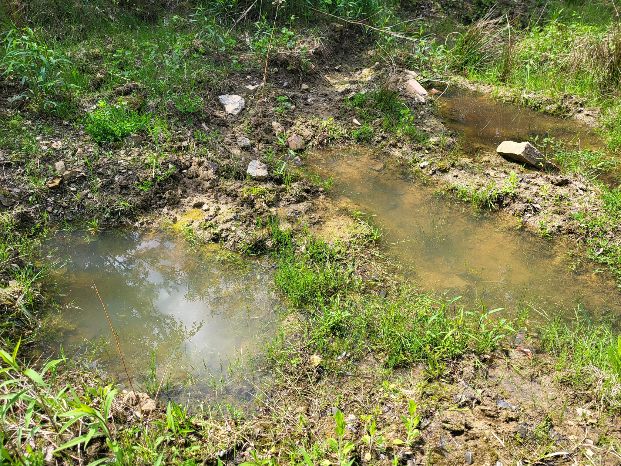 Vegetationsarme Kleingewässer für die Gelbbauchunke, Foto: Nadjafzadeh, 2026