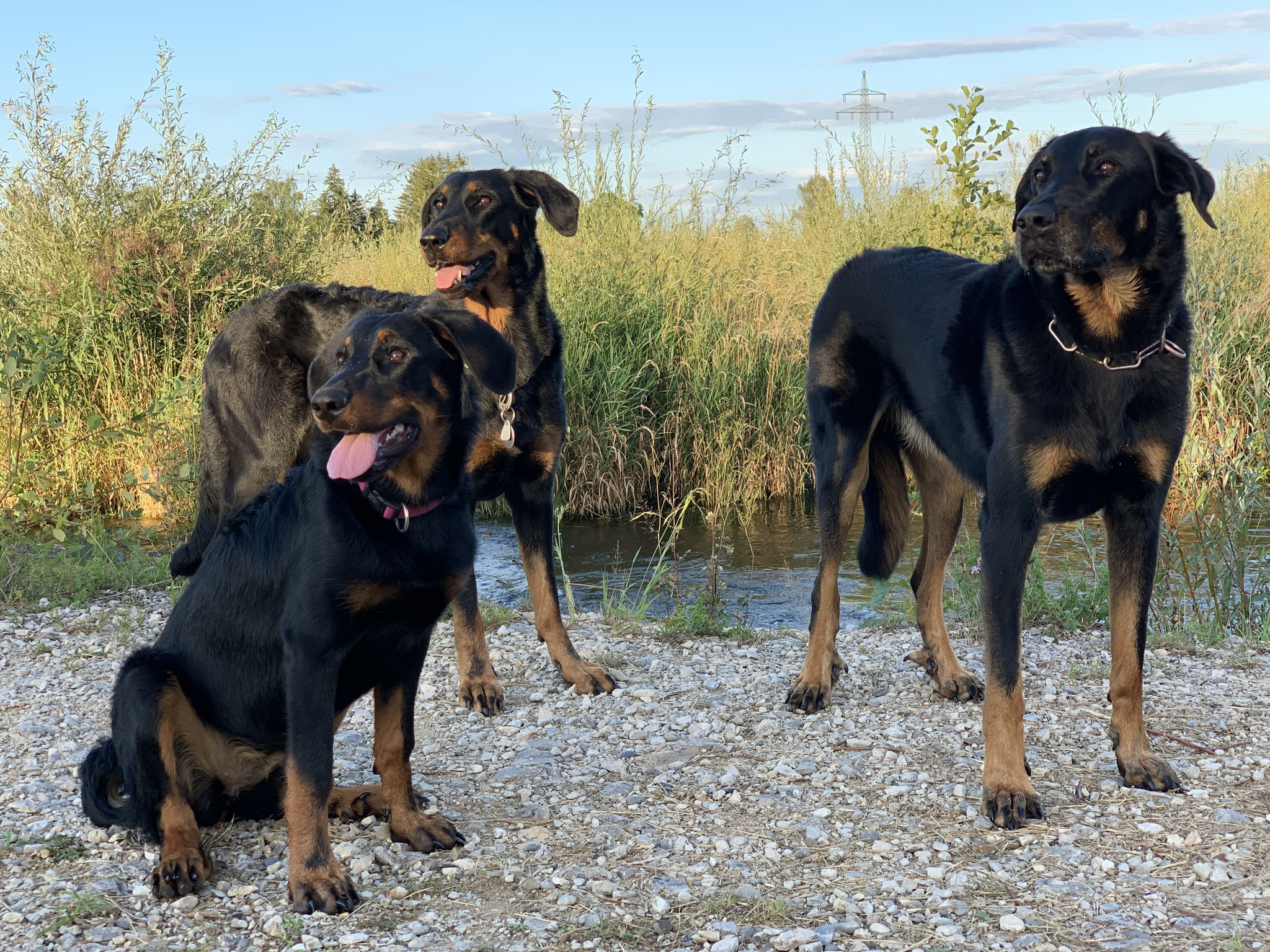Aveline, Neva und Bagheera