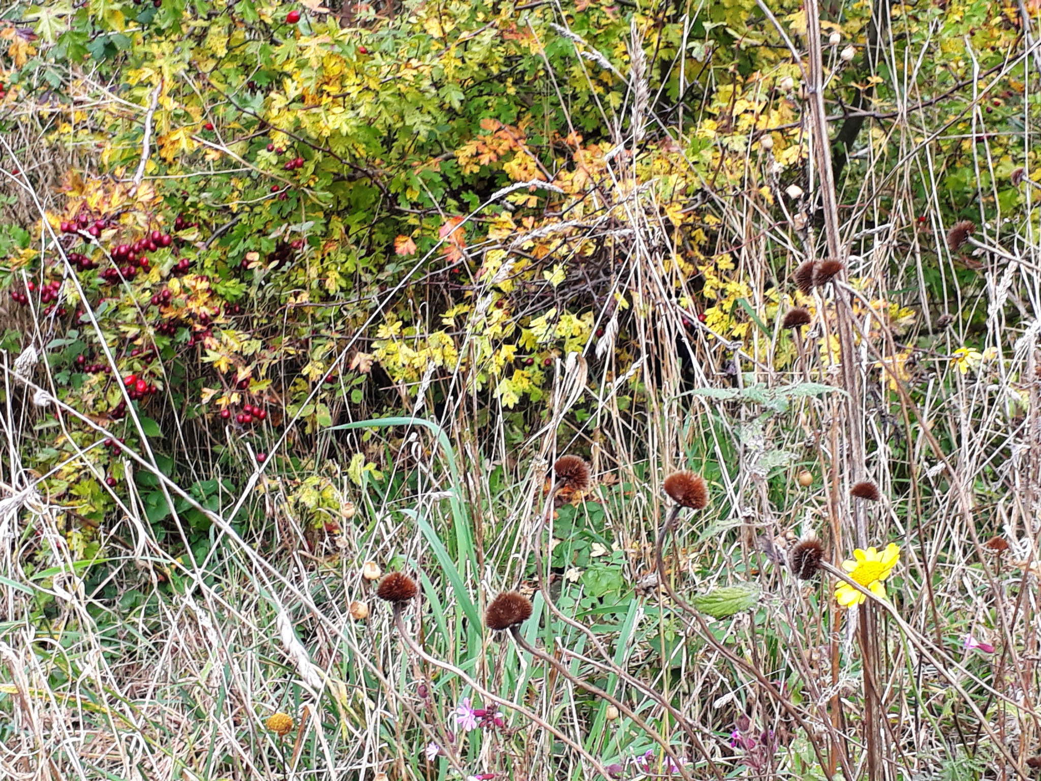 Herbst auf der Aue-Wiese (Foto: J. Auras)