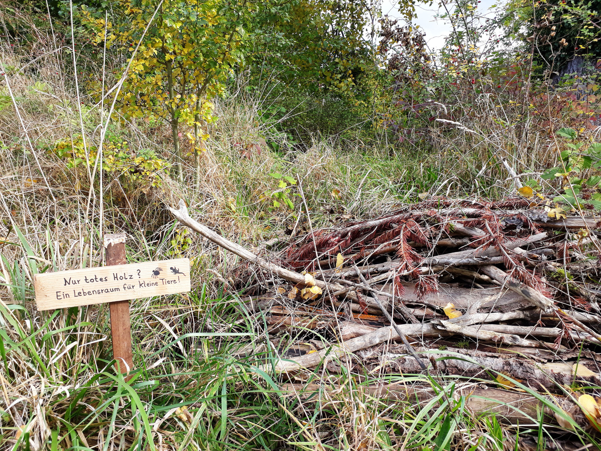 Totholzhaufen (Foto: J. Auras)