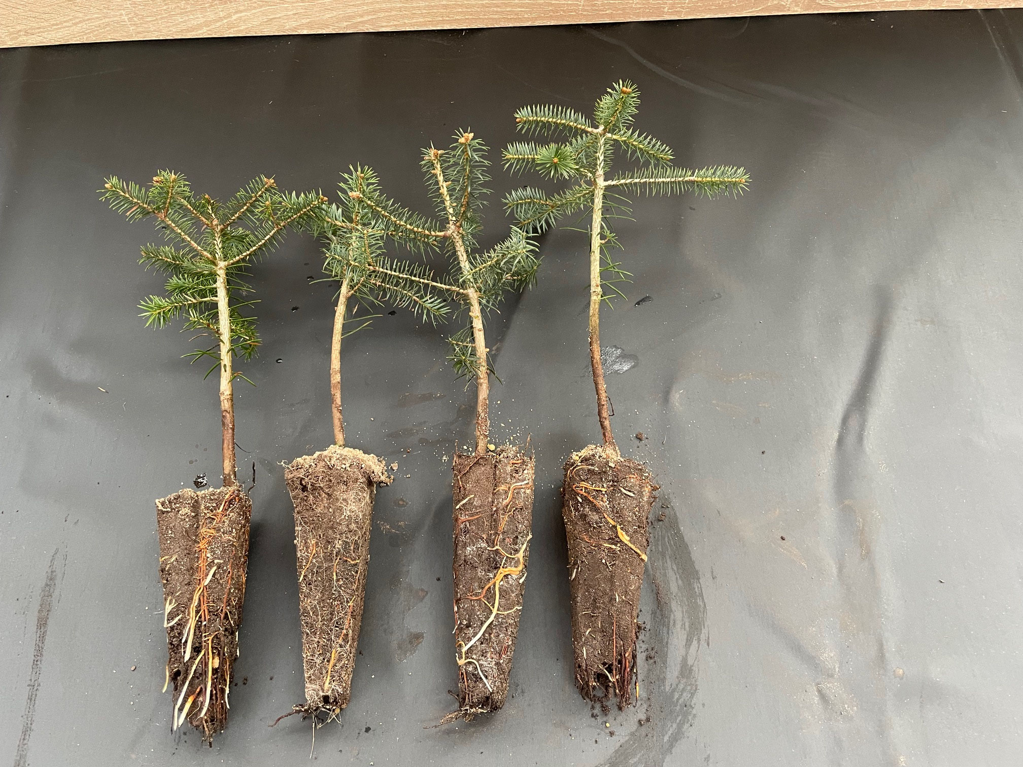 Abies cephalonica m. Tb.