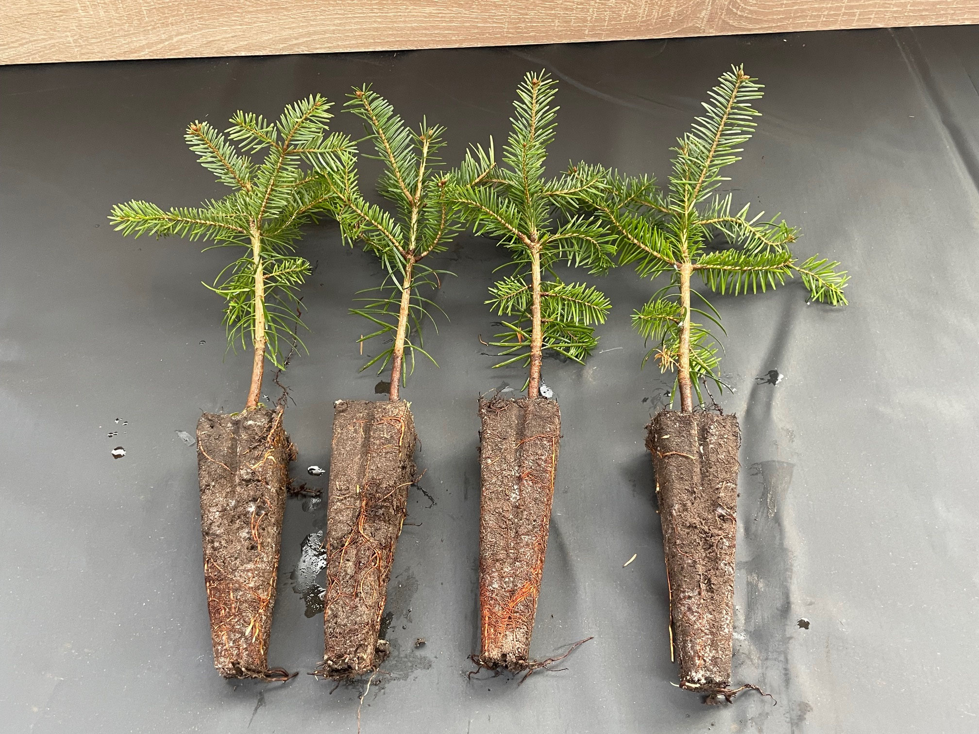 Abies bornmuelleriana m. Tb.