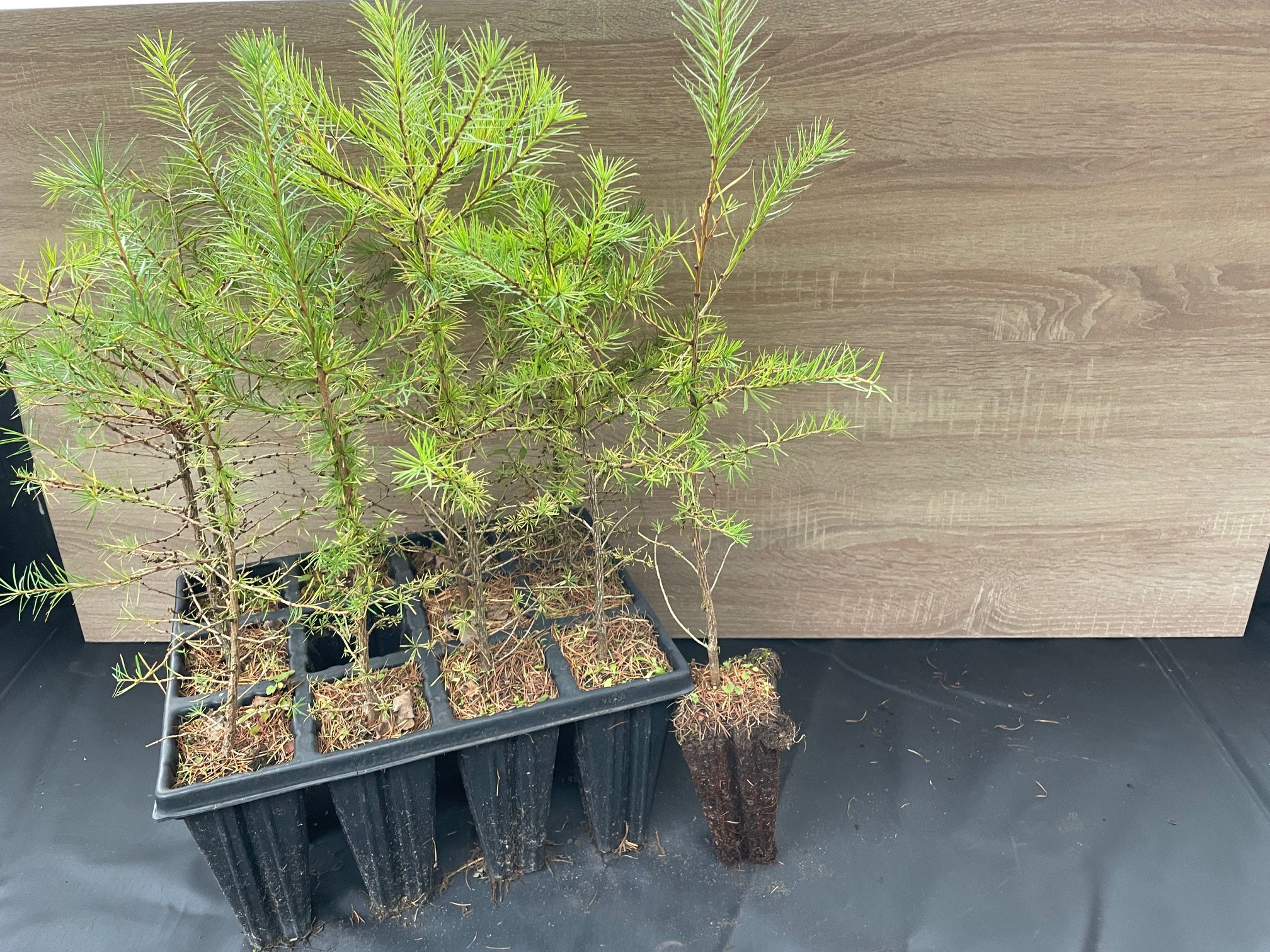 Larix eurolepsis m. Tb. 