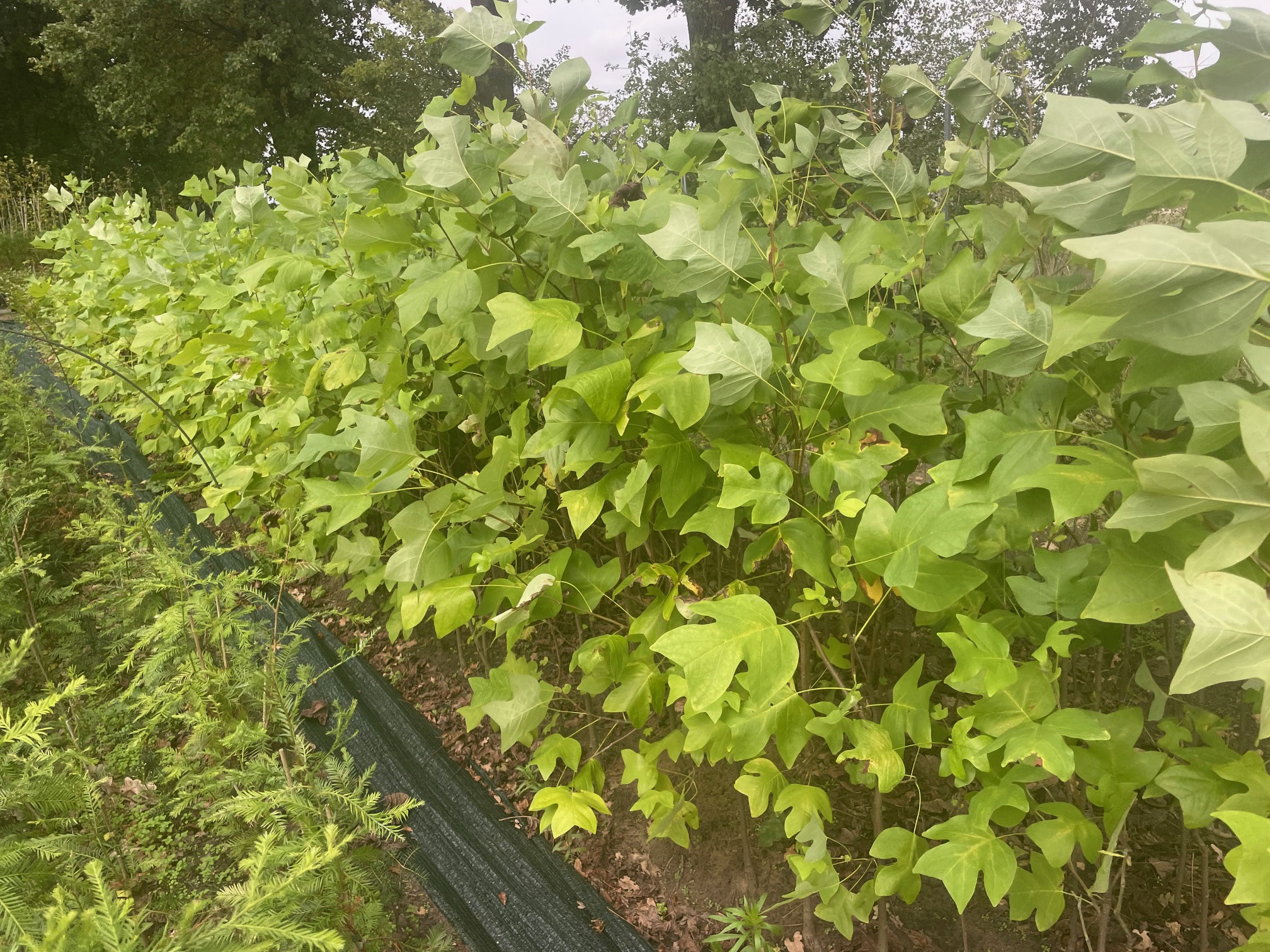 Liriodendron tulipifera 1,50m verschult