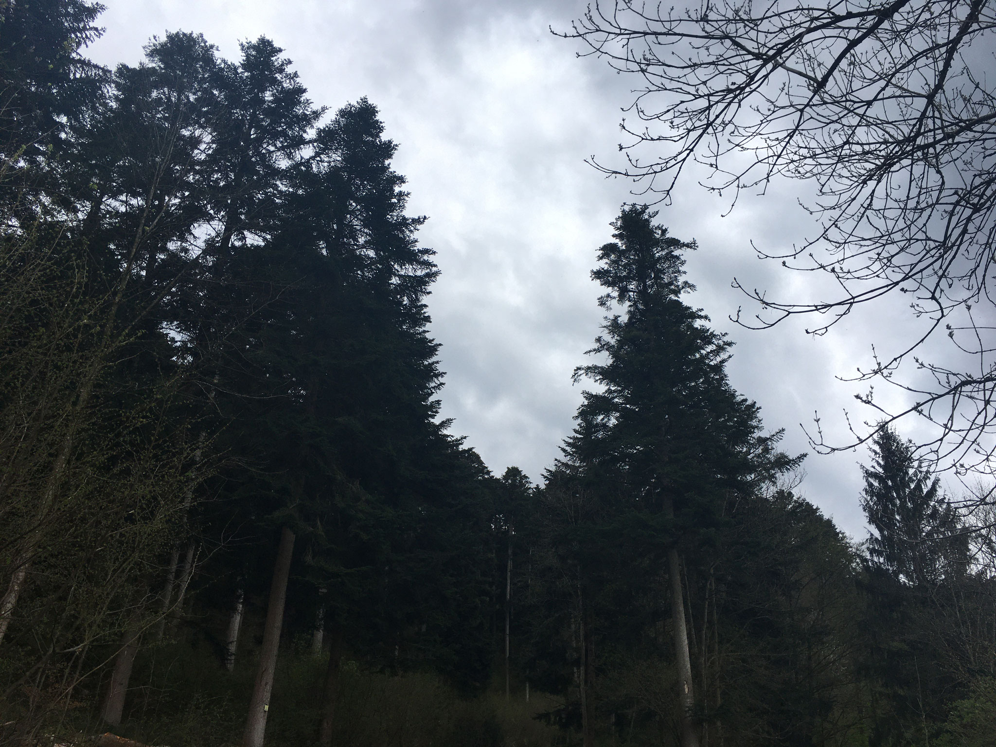 Tanne bei Kirchzarten-Dietenbach April 2023