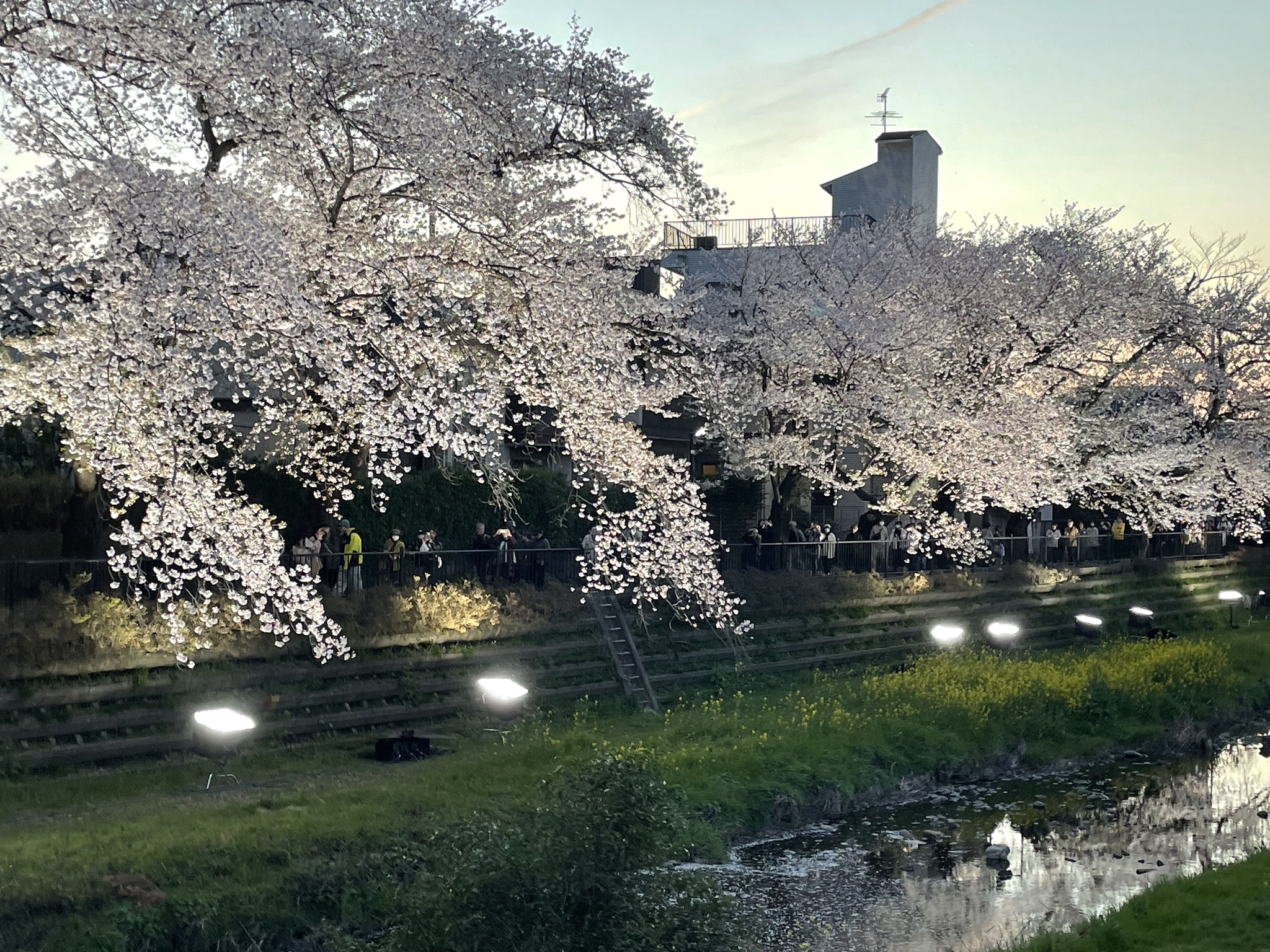 岩崎　誠　「飛行機雲、夜桜、菜の花」