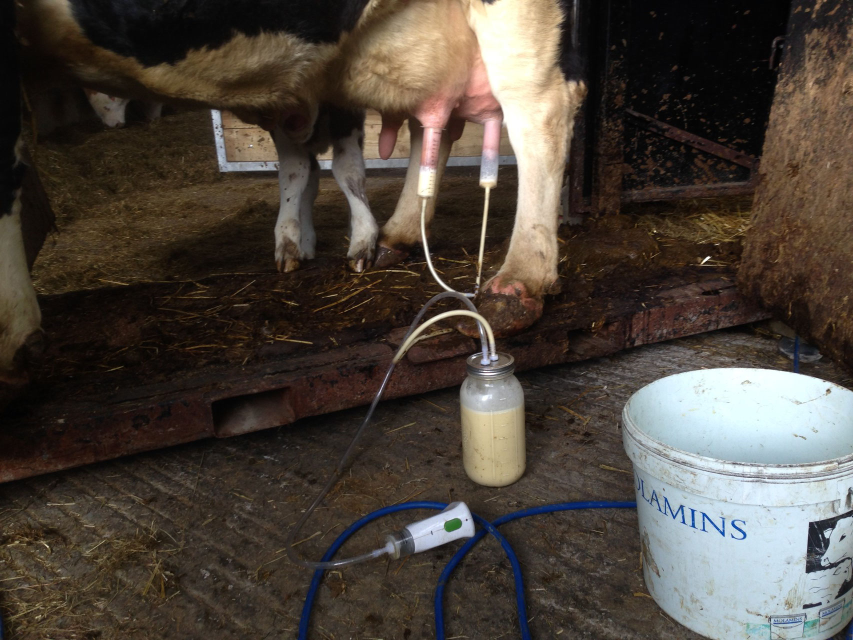 Our milking machine in action