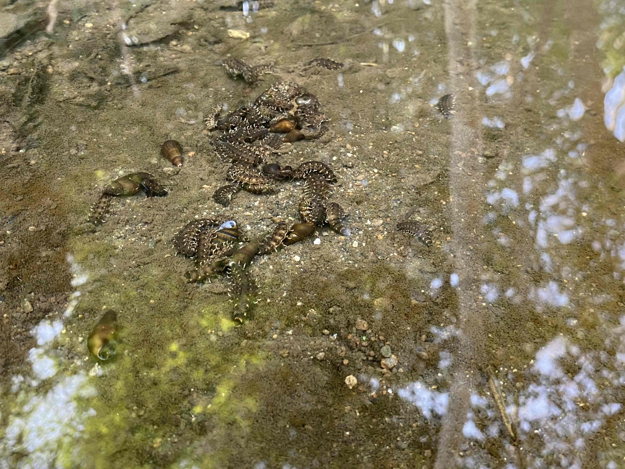 放流したホタルの幼虫(拡大)