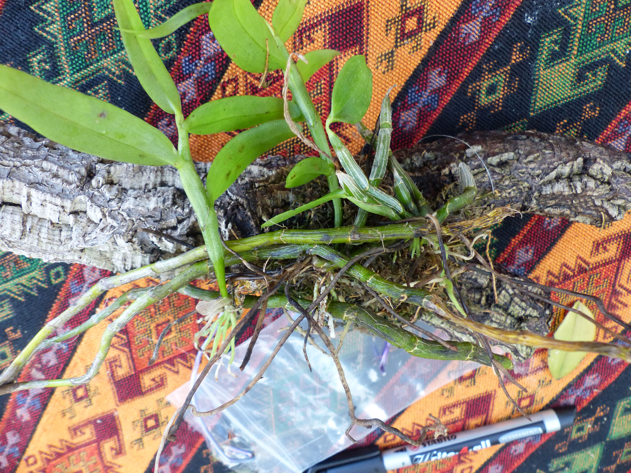 Plante préparée pour la tour