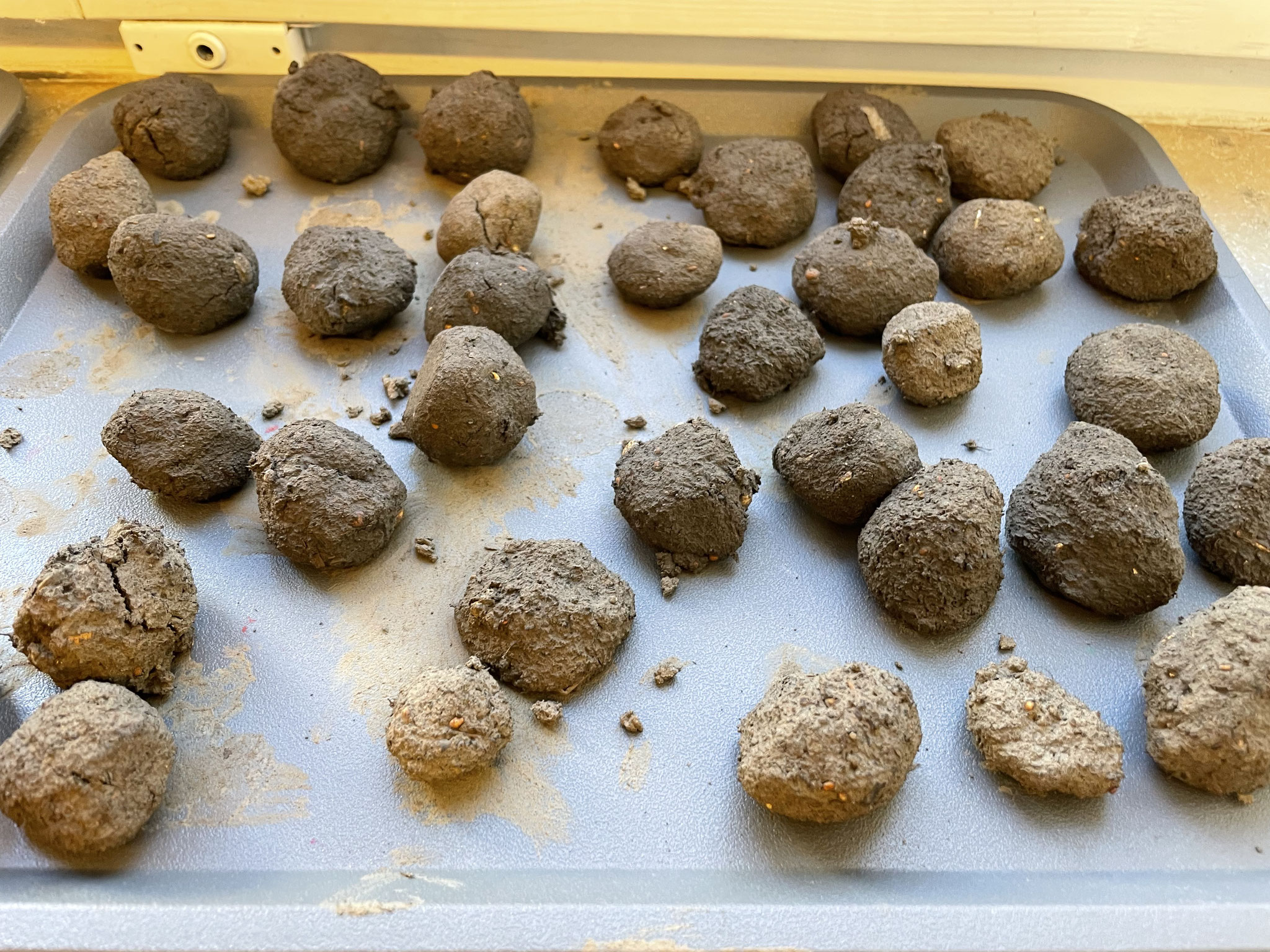 Samenbomben vermehren blühendes Glück!