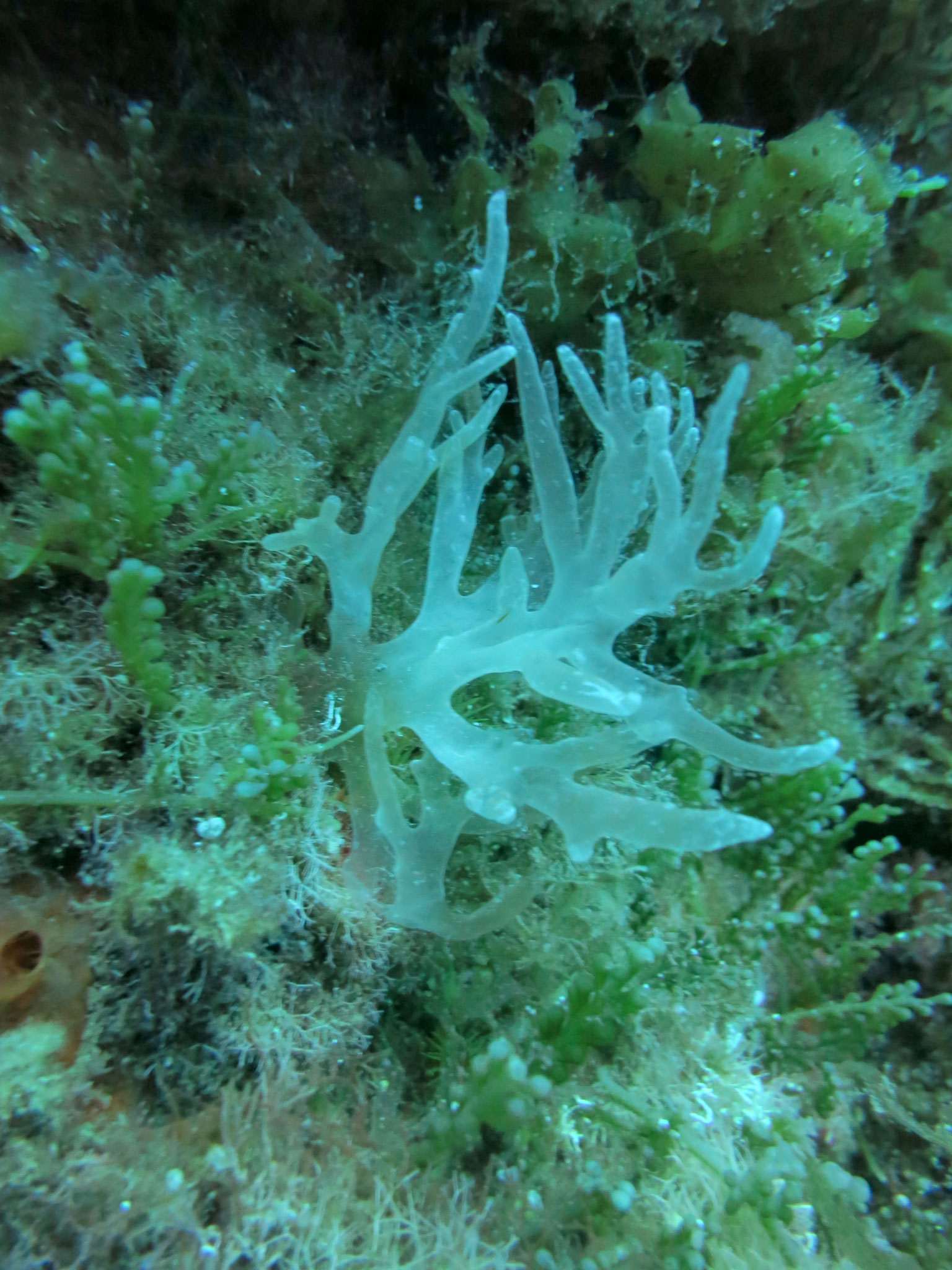 Algue branchue cartilagineuse Chrysymenia ventricosa