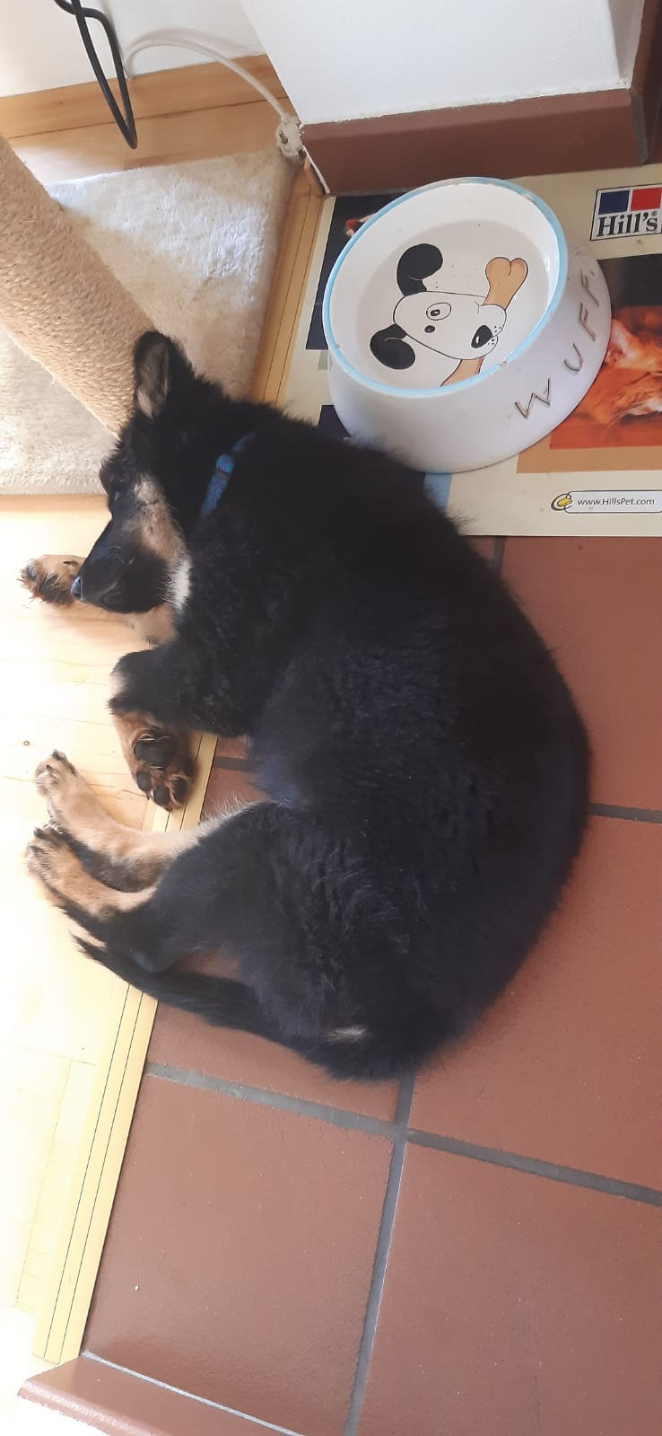 Gemeinsamkeiten😉 Ari, Akany, Amiro