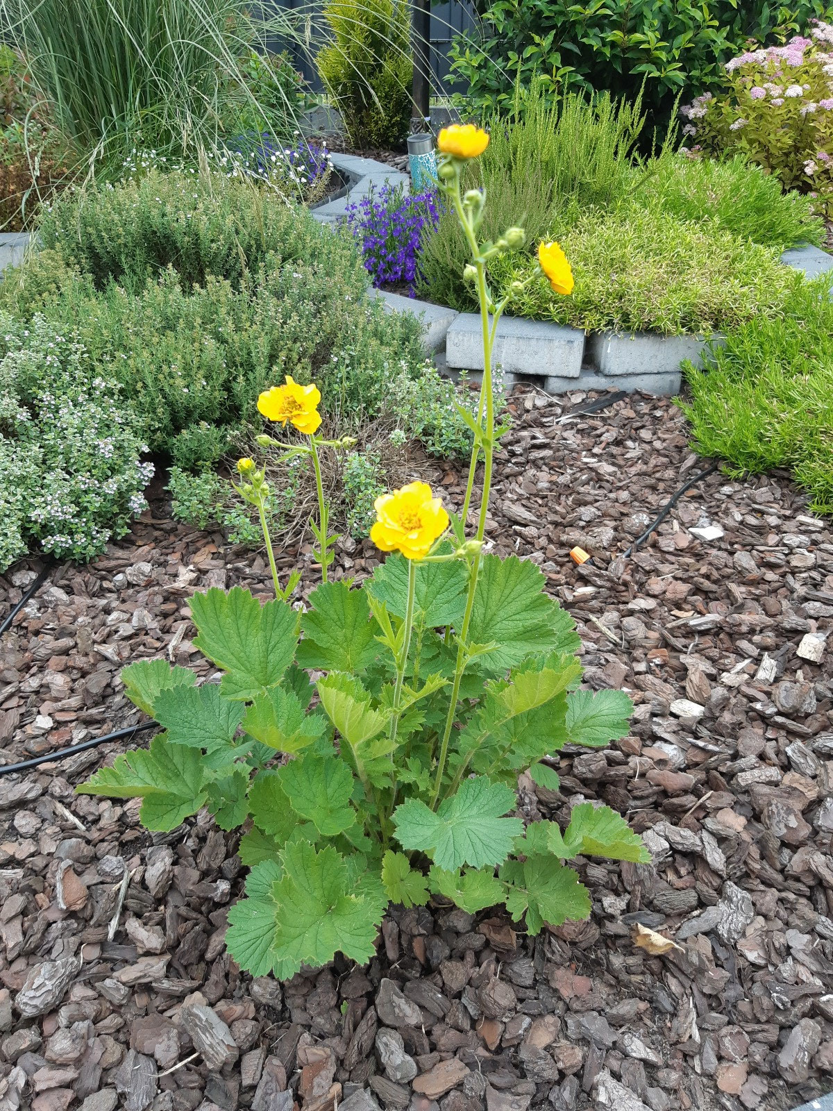 Geum - Nelkenwurz gelb