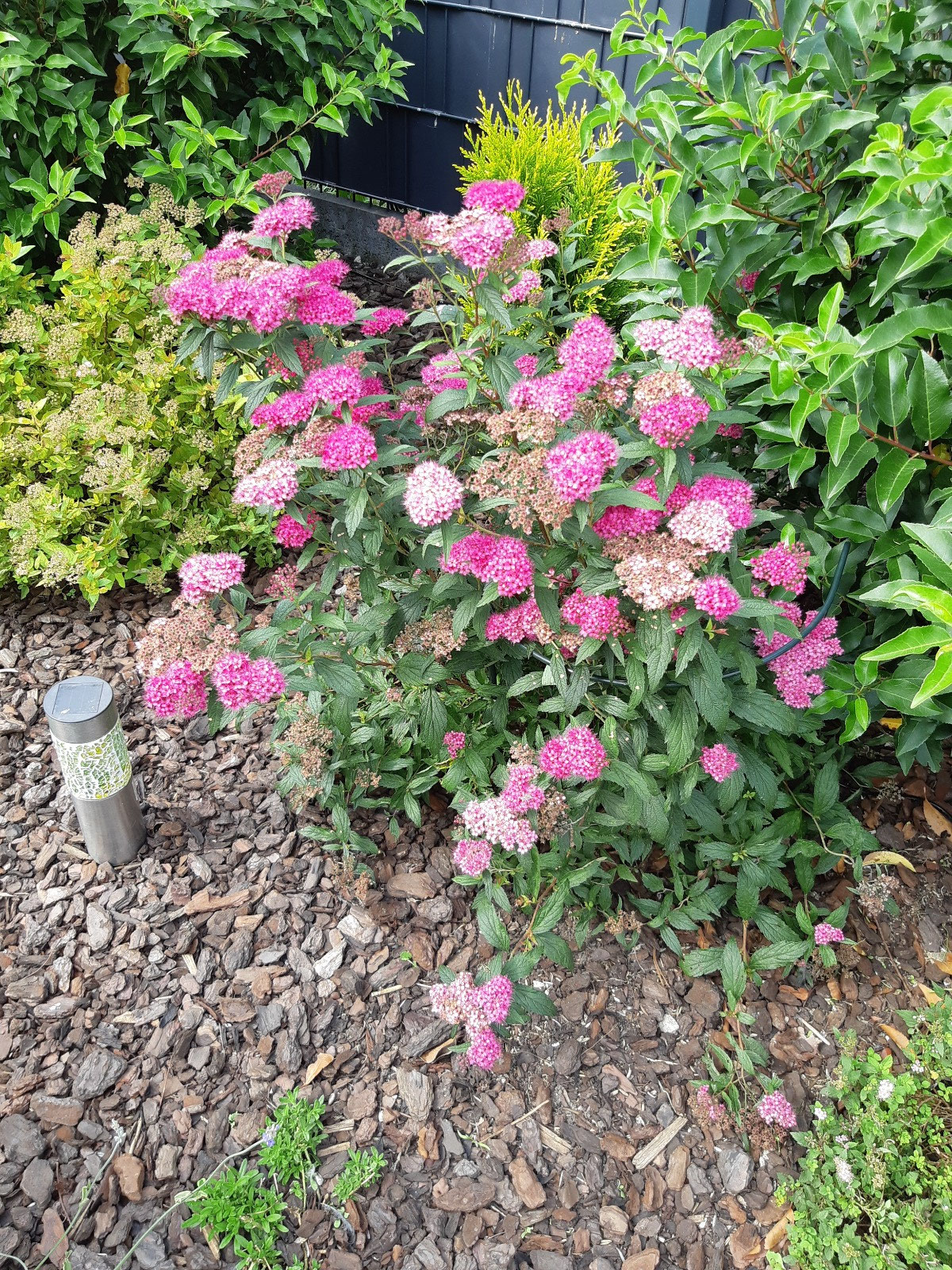 Spirea Japonica - Zwergspiere