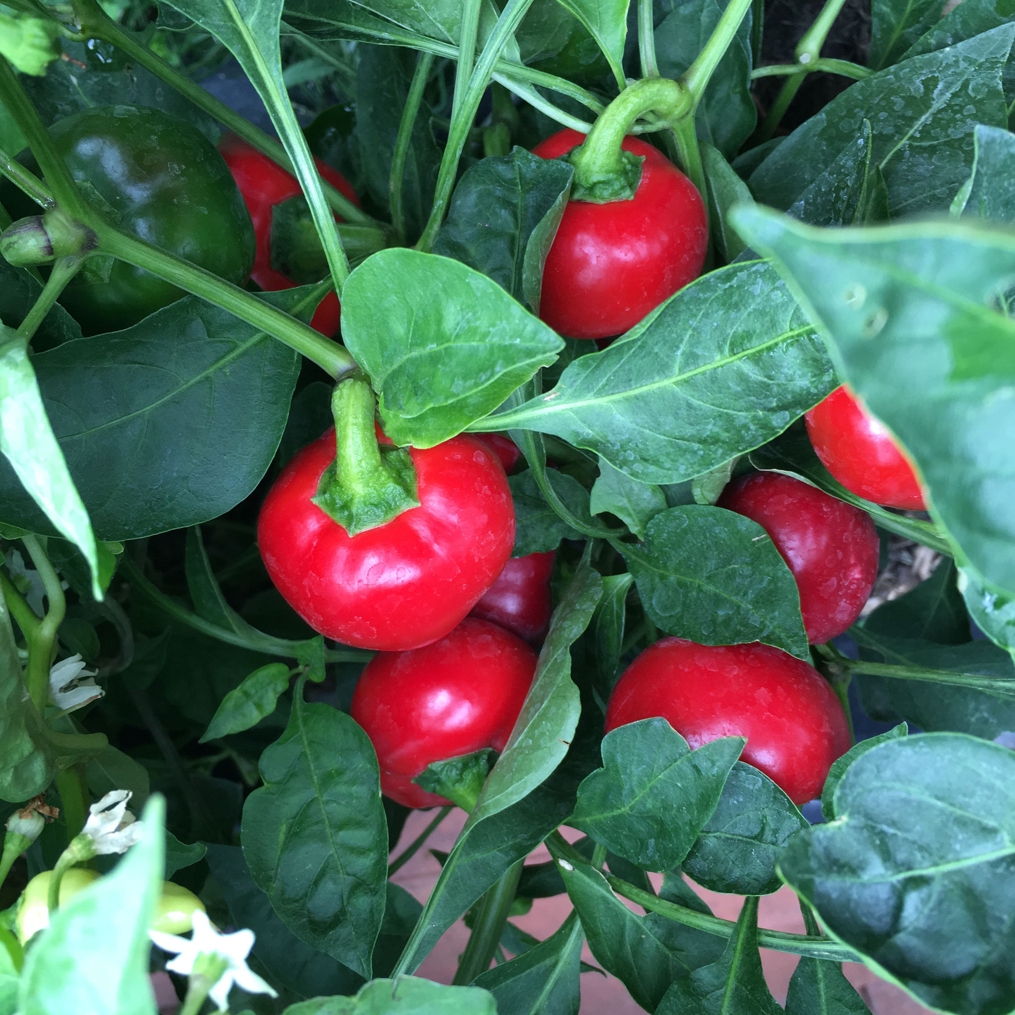 Kirschchili