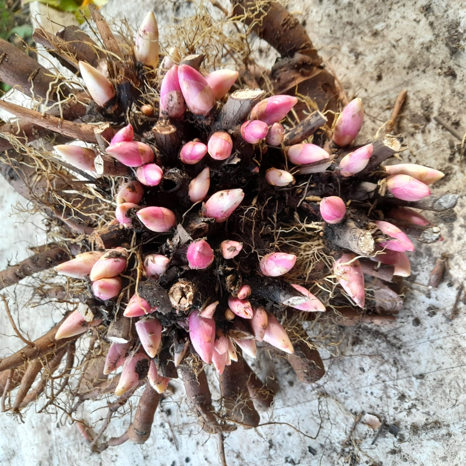 Wurzel Paeonia Southrepps Bild vom 28.10.2025