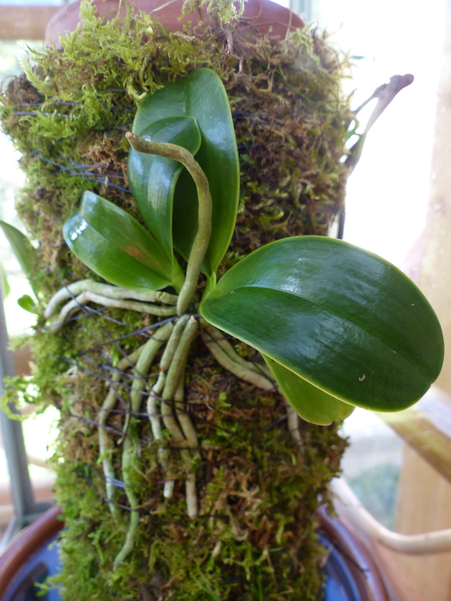 Installation de plantes sur la tour