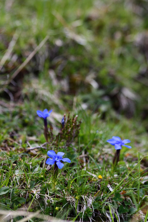 Gentiane printanière - Doriane GAUTIER, Couserando - Randonnée Nature Ariège Pyrénées