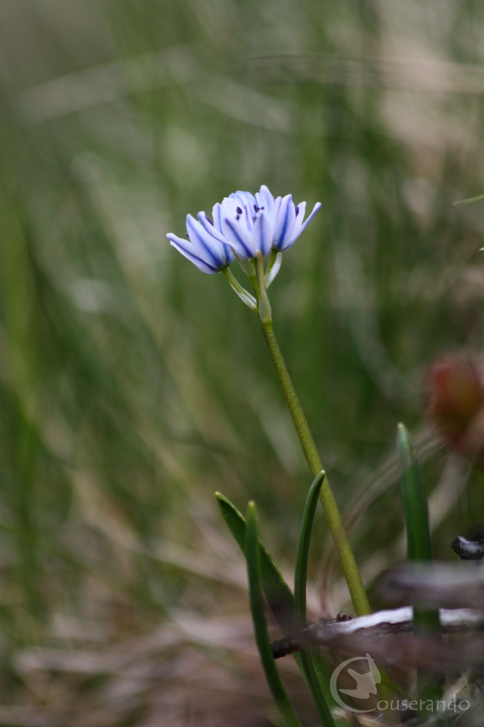 Scille printanière - Doriane GAUTIER, Couserando - Randonnée Nature Ariège Pyrénées