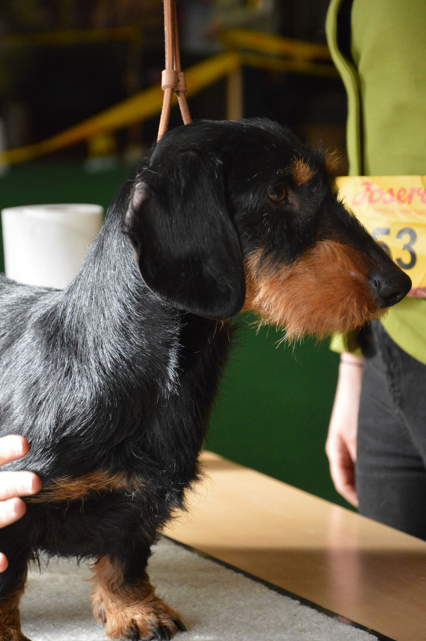 Ein Bild von einem Hund!