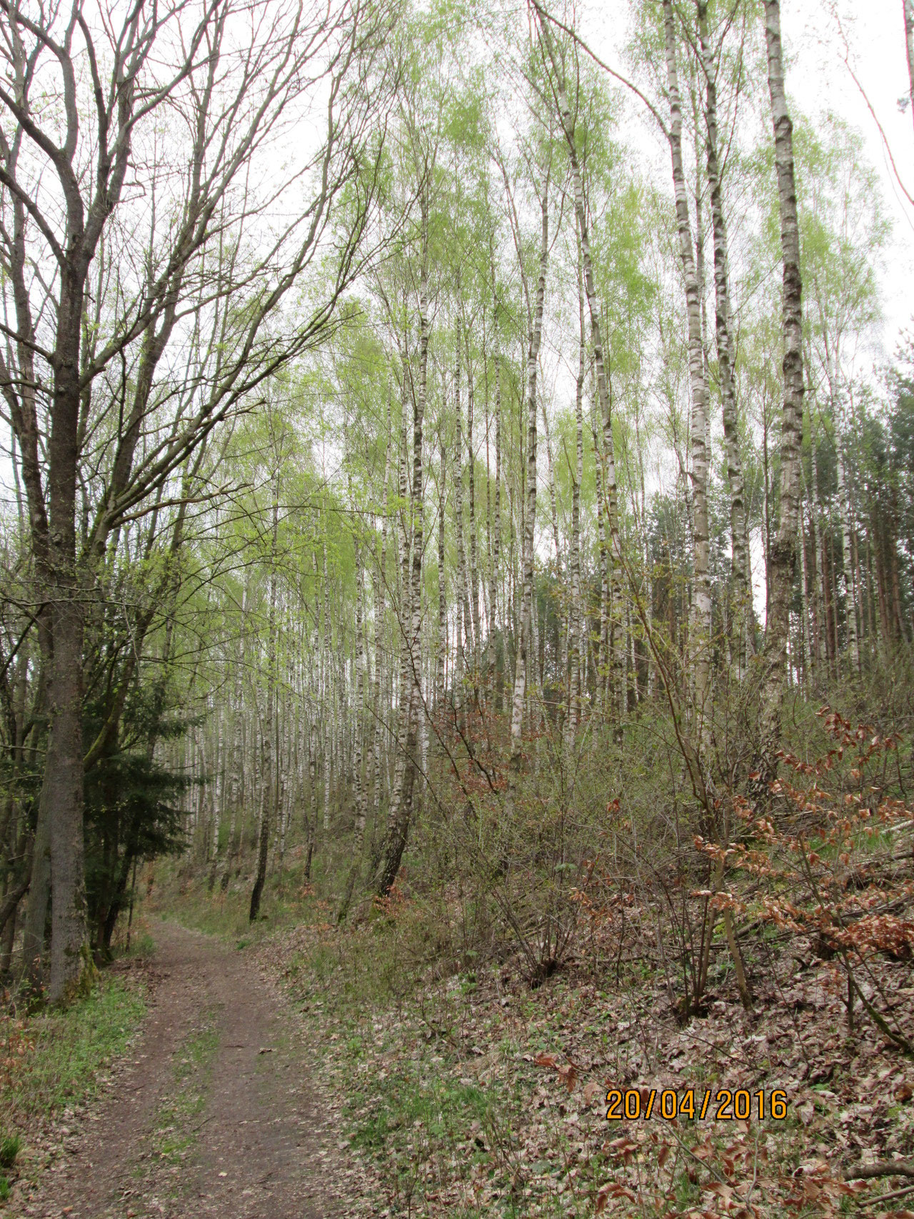 noch grünt der Wald frühjarhsblass über den Urnen, die an den Wurzeln vergraben sind...