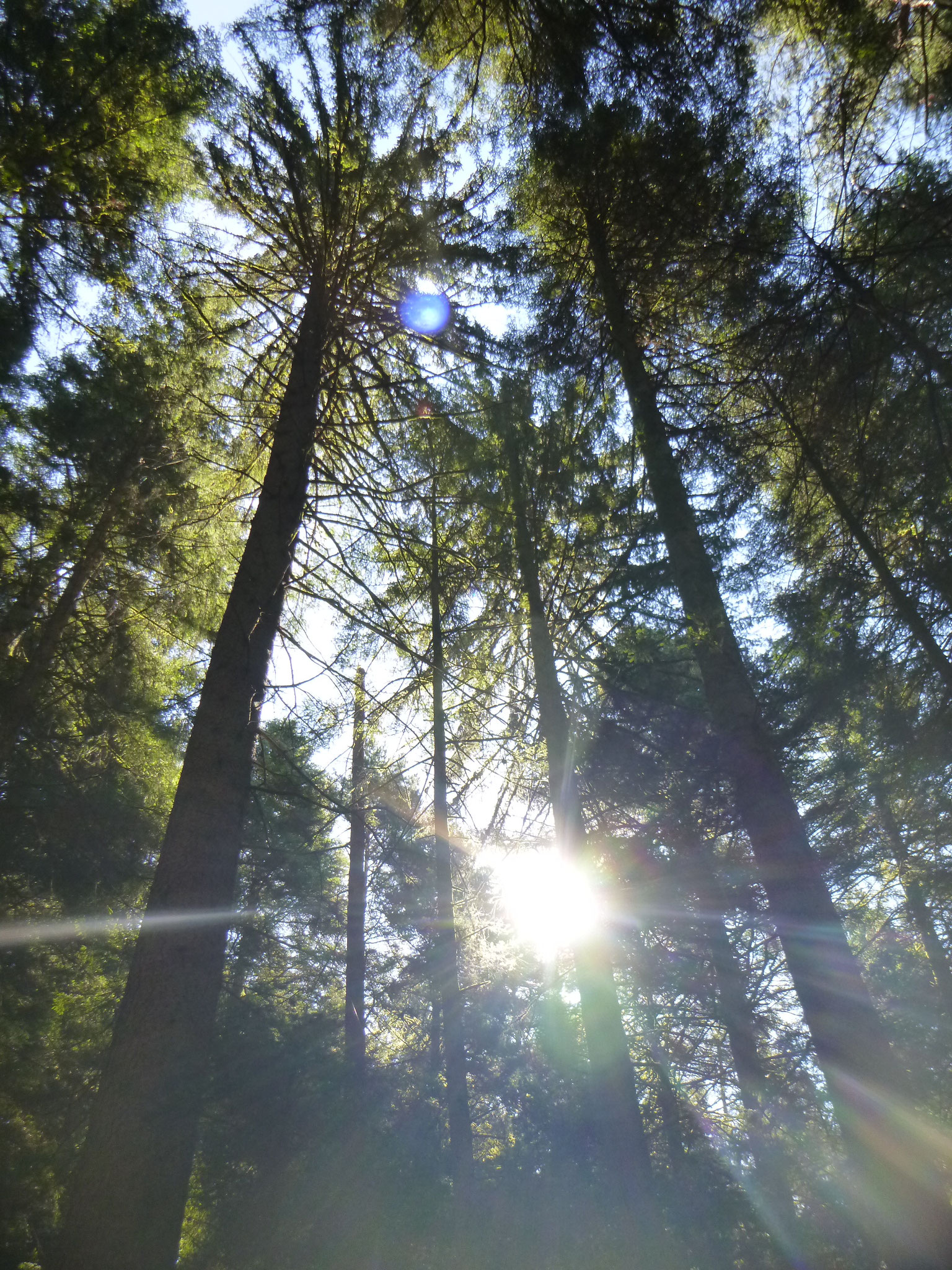 Im Wald