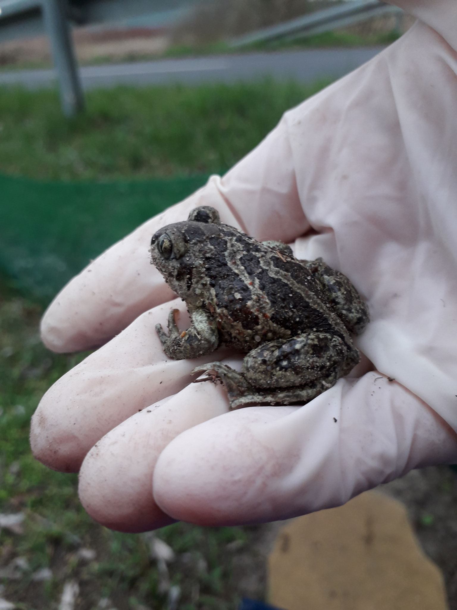 Auch "Knobis", richtig gesagt: die "Knoblauchkröten", kann man hier am Zaun entdecken. Foto: L.Baumecker