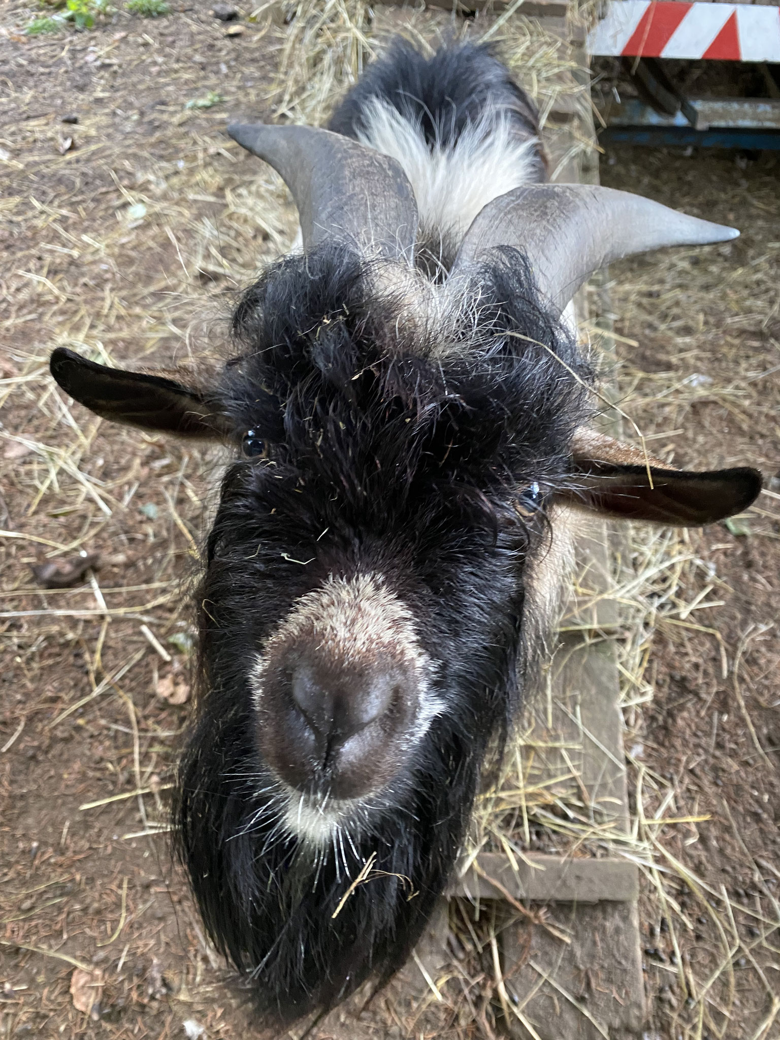 Zwergziegenbock MERLIN