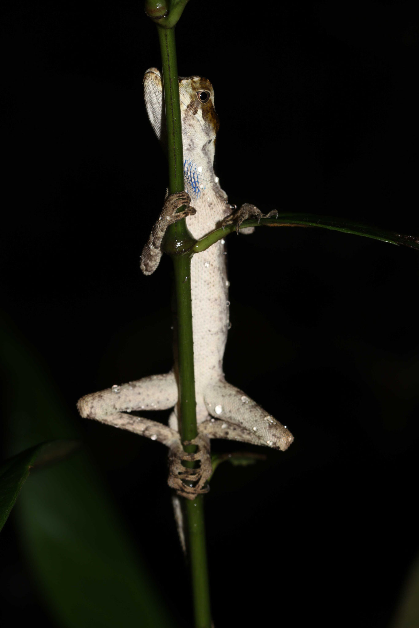 Anolis chrysolepis