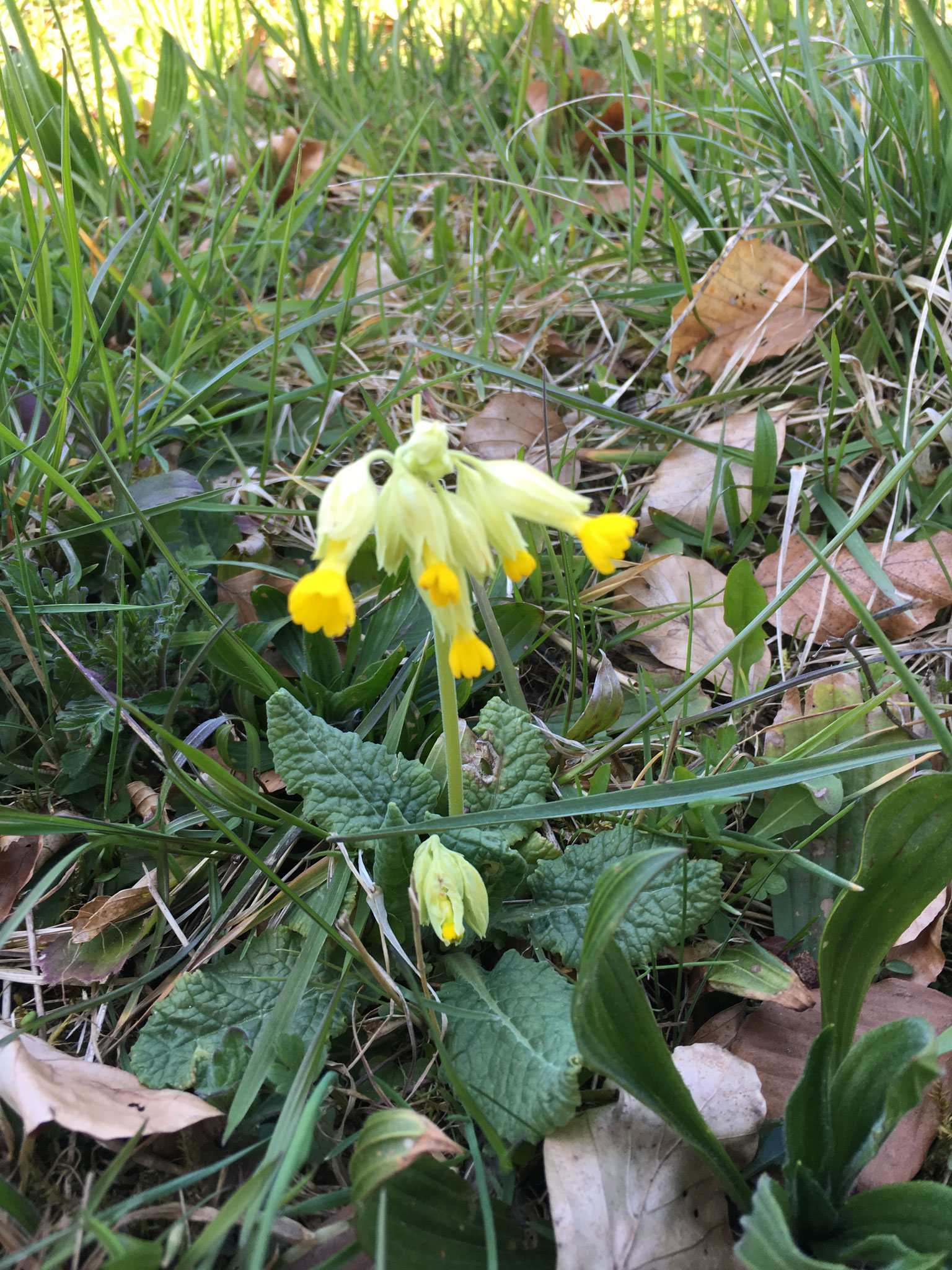 Schlüsselblume Spaziergang Kräuterwerkstatt