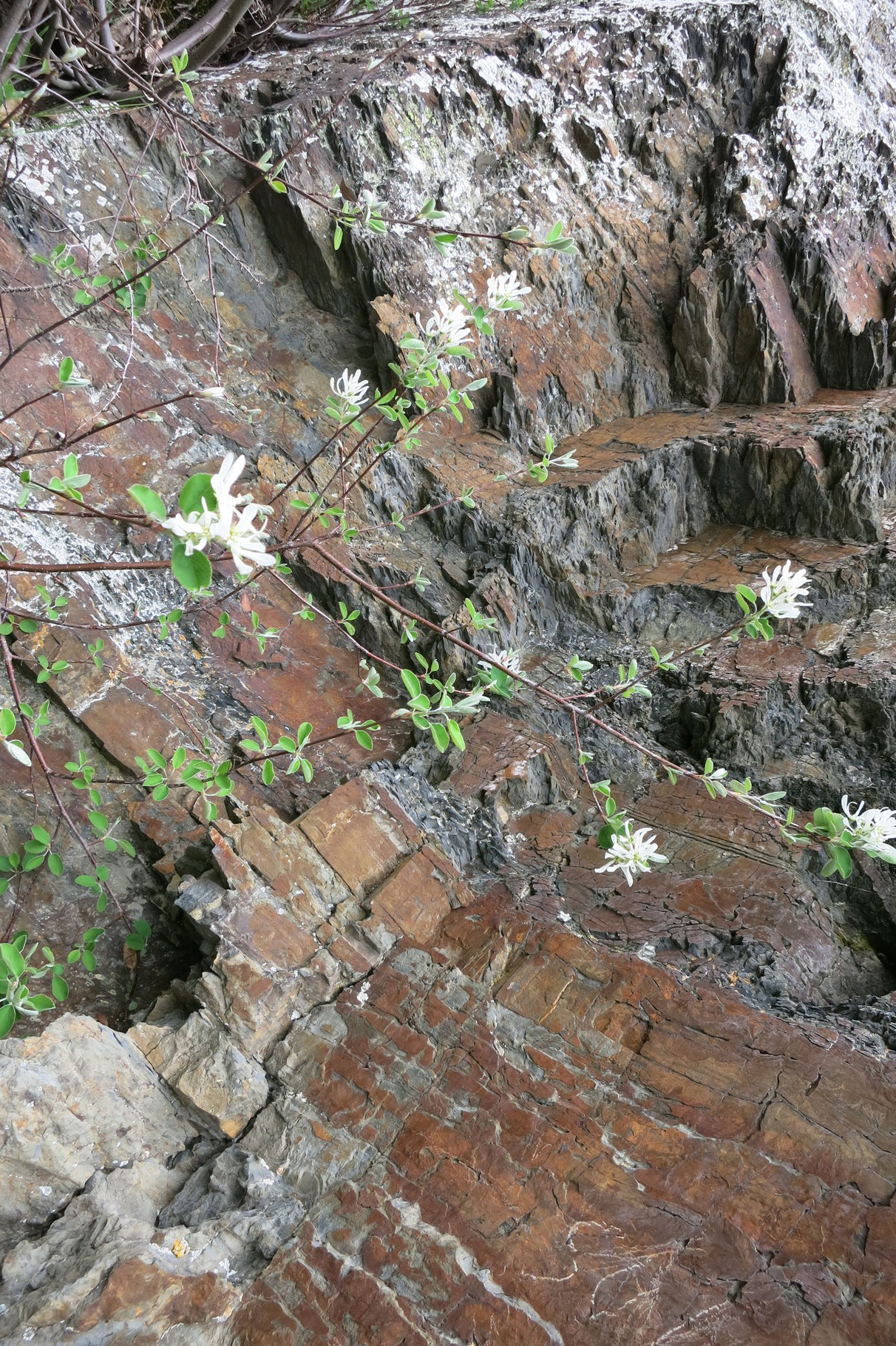 Spaziergang im Frühling