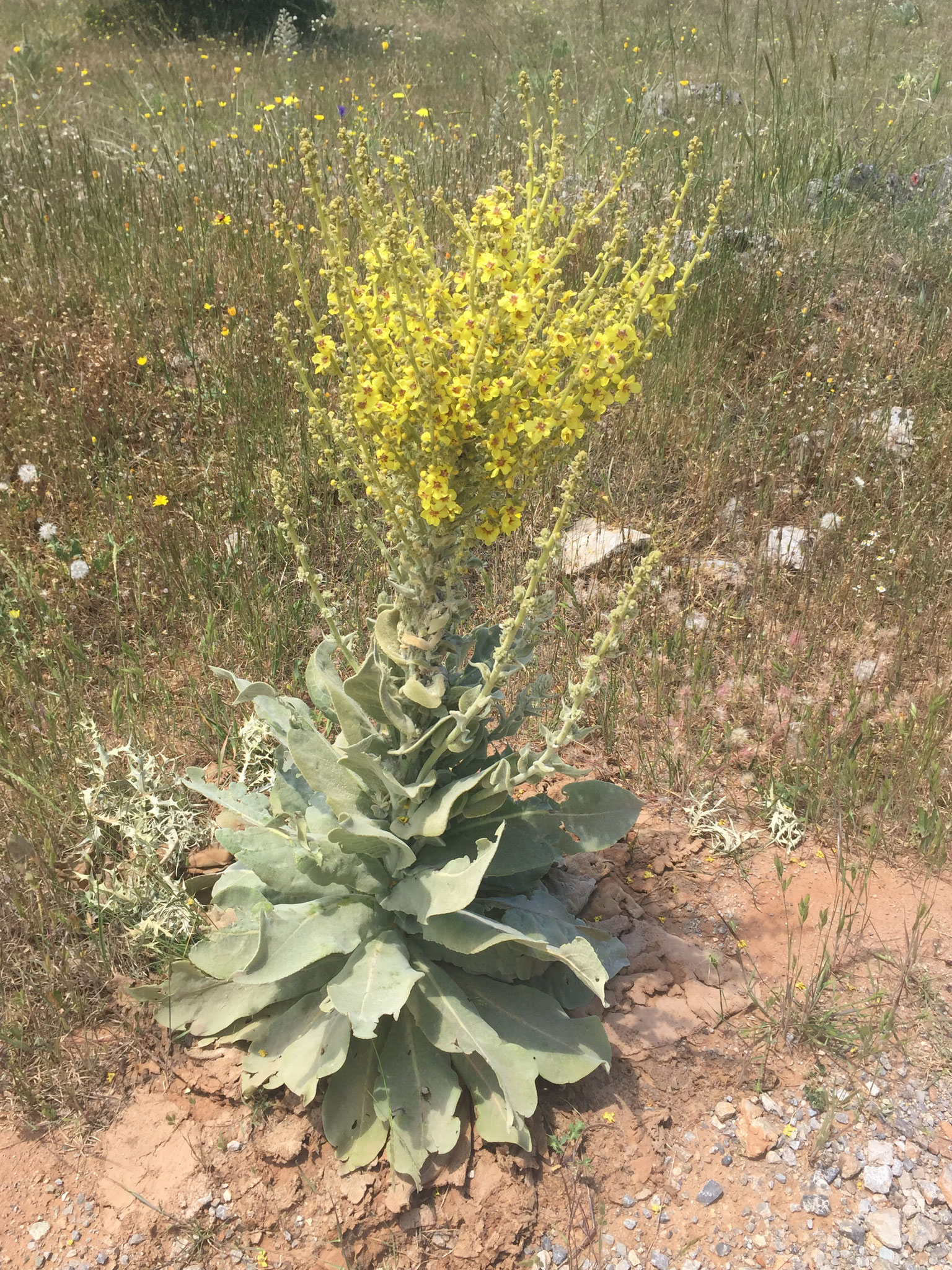 dafür eine tolle Blumenpracht