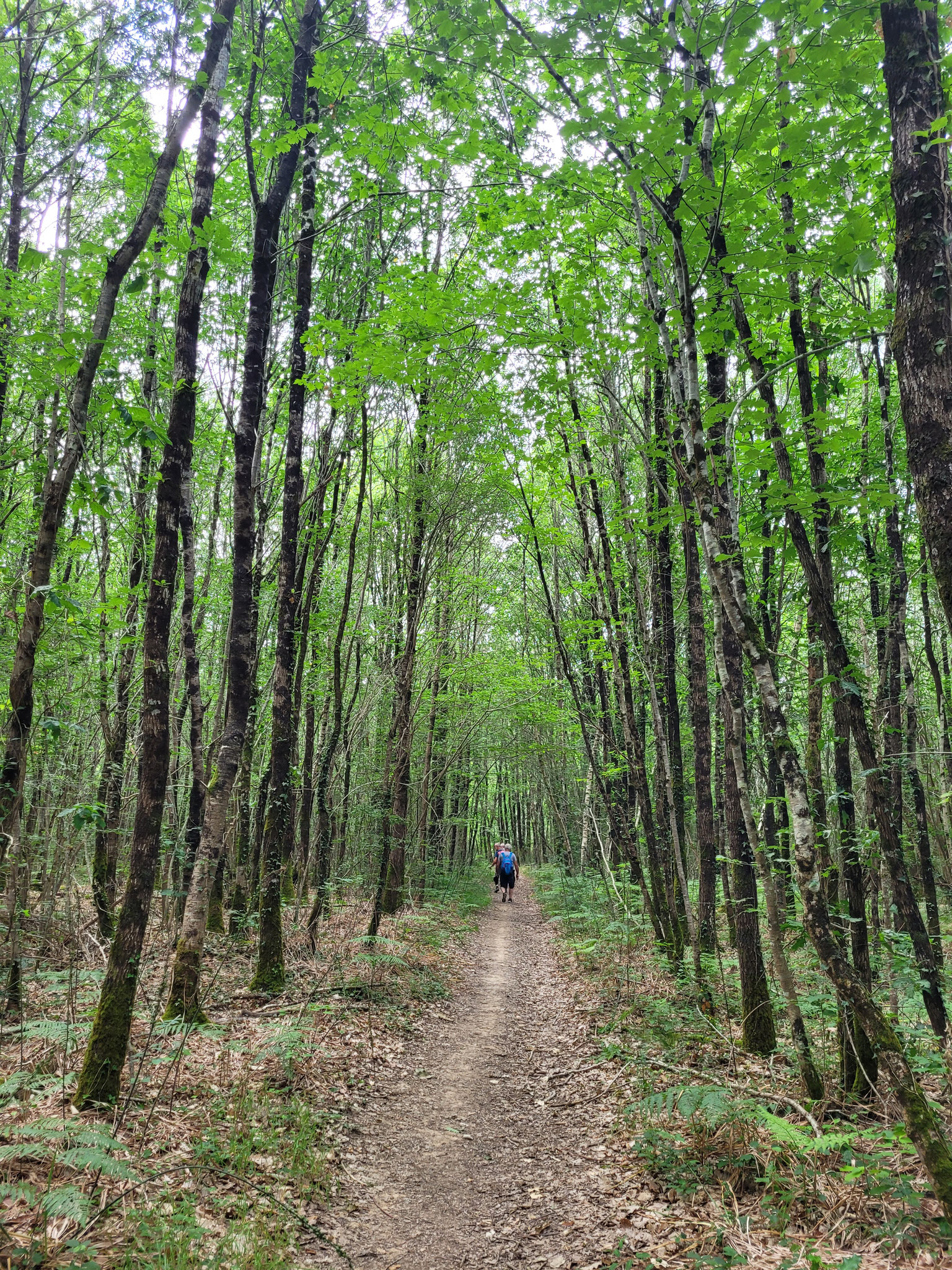 randonnées, tarn, rando, albi, terssac, club, association, marche ...