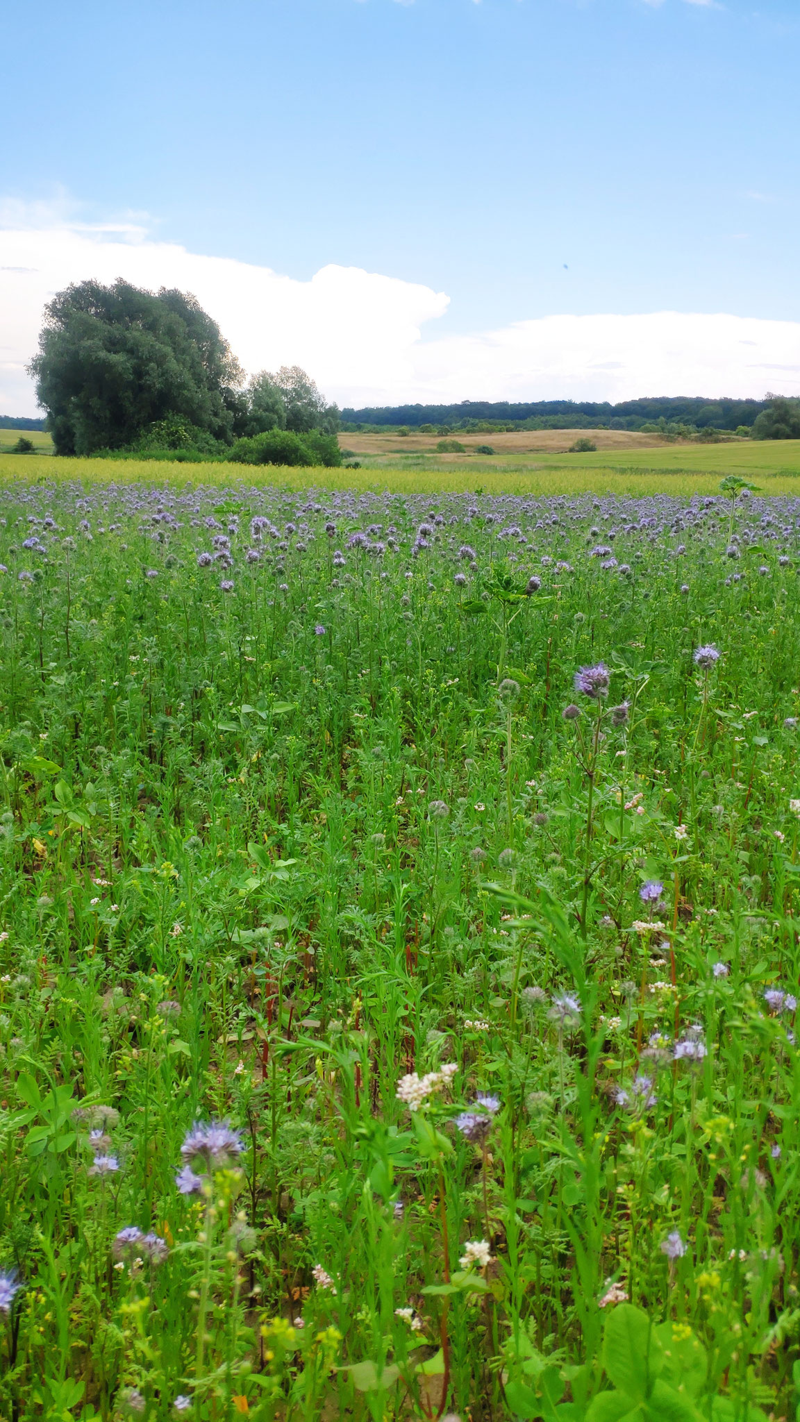 Unsere Blühwiese