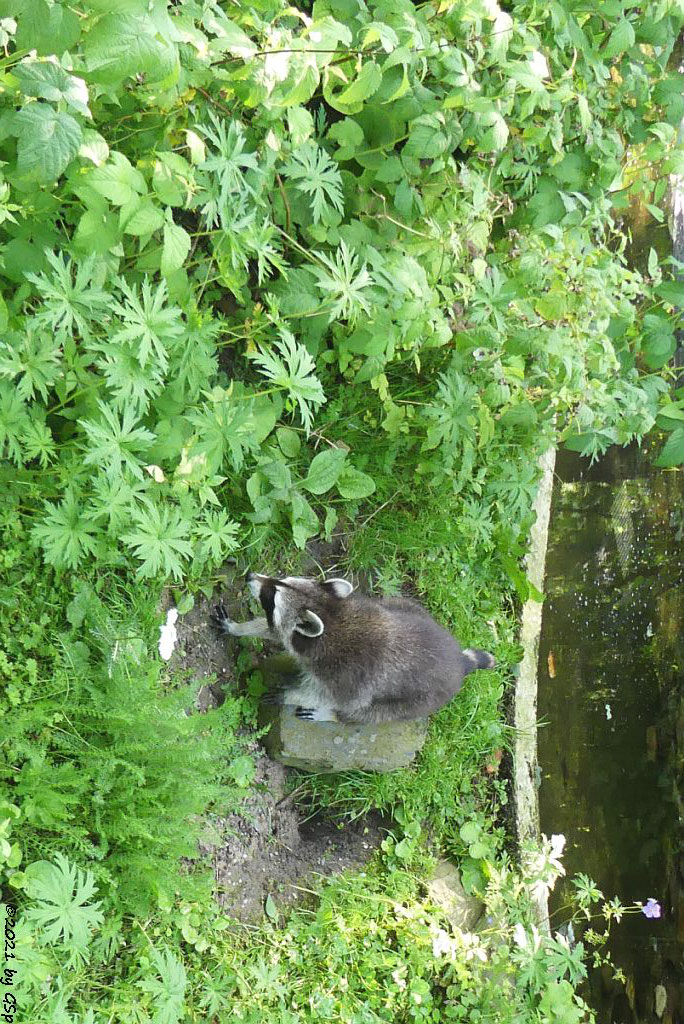 Nordamerikanischer Waschbär