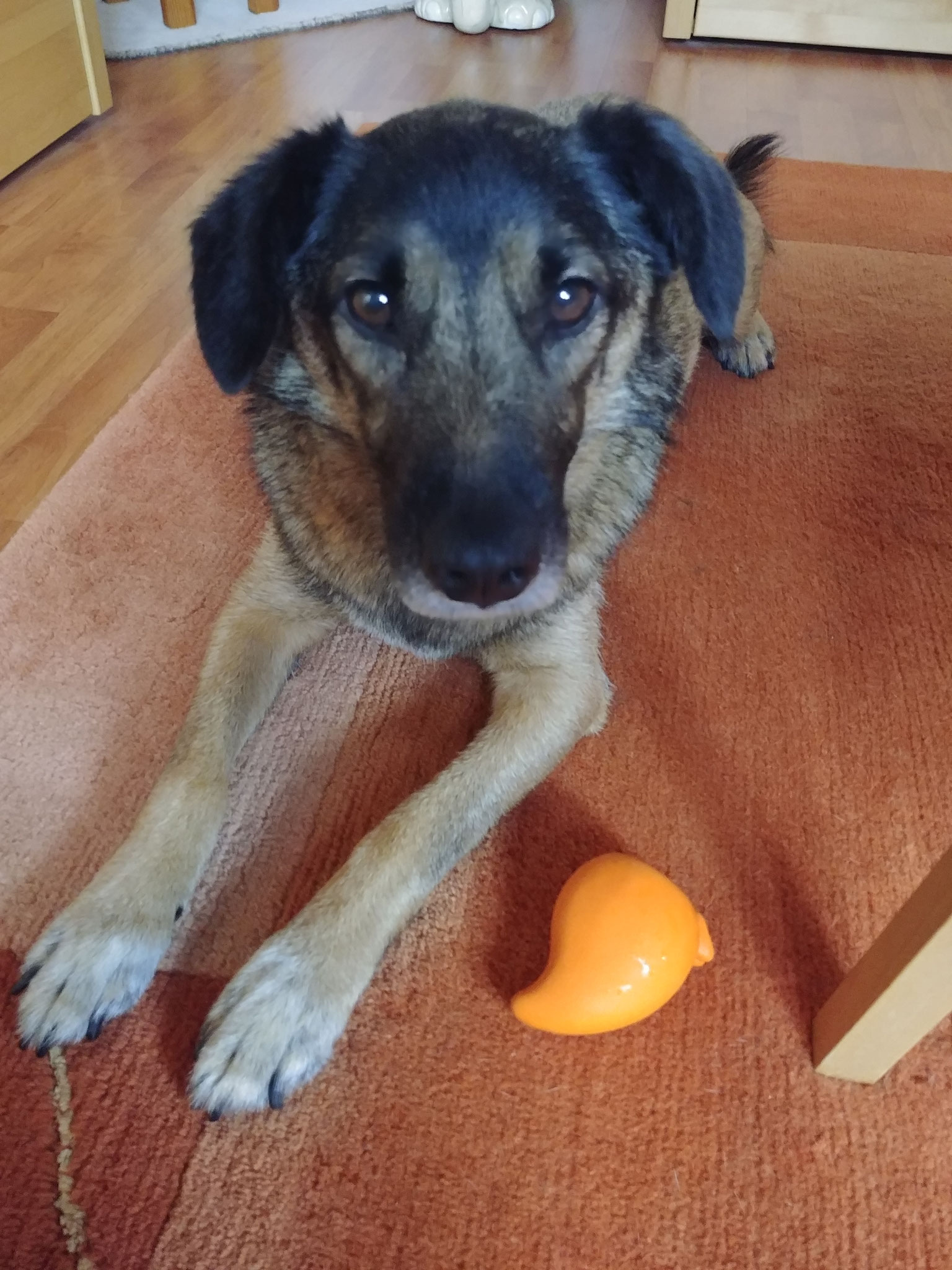 Arcos IBD hat sich so stark verbessert, dass wir nach 2 Jahren endlich vom Kortison weg sind. Auch bei seinen anderen Krankheiten sind wir auf einem sehr guten Weg. Seine Lebensqualität ist immens verbessert. Vielen Dank dafür! Melanie Obermüller mit Arco