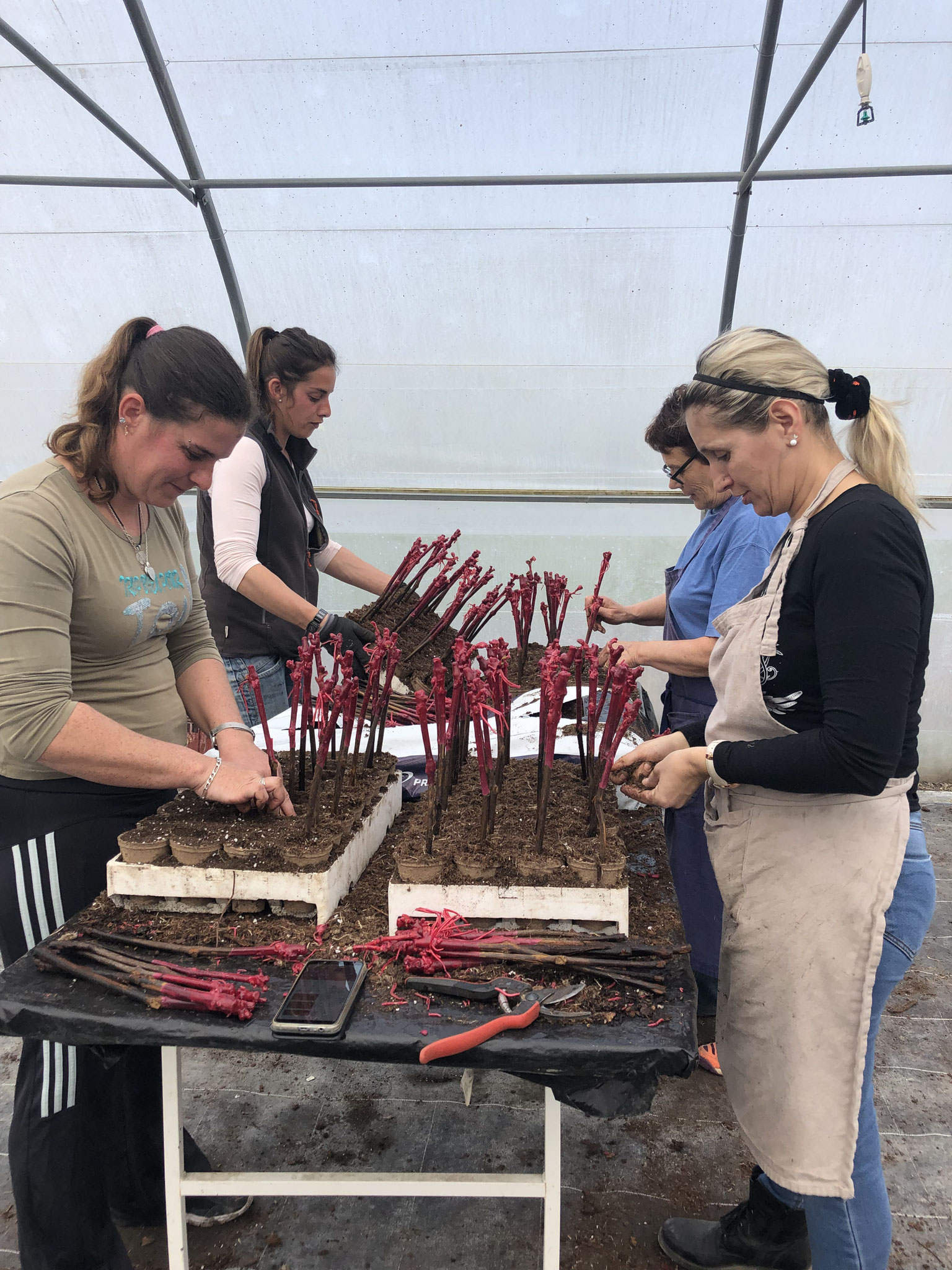 Les filles en train d'effectuer la mise en pot