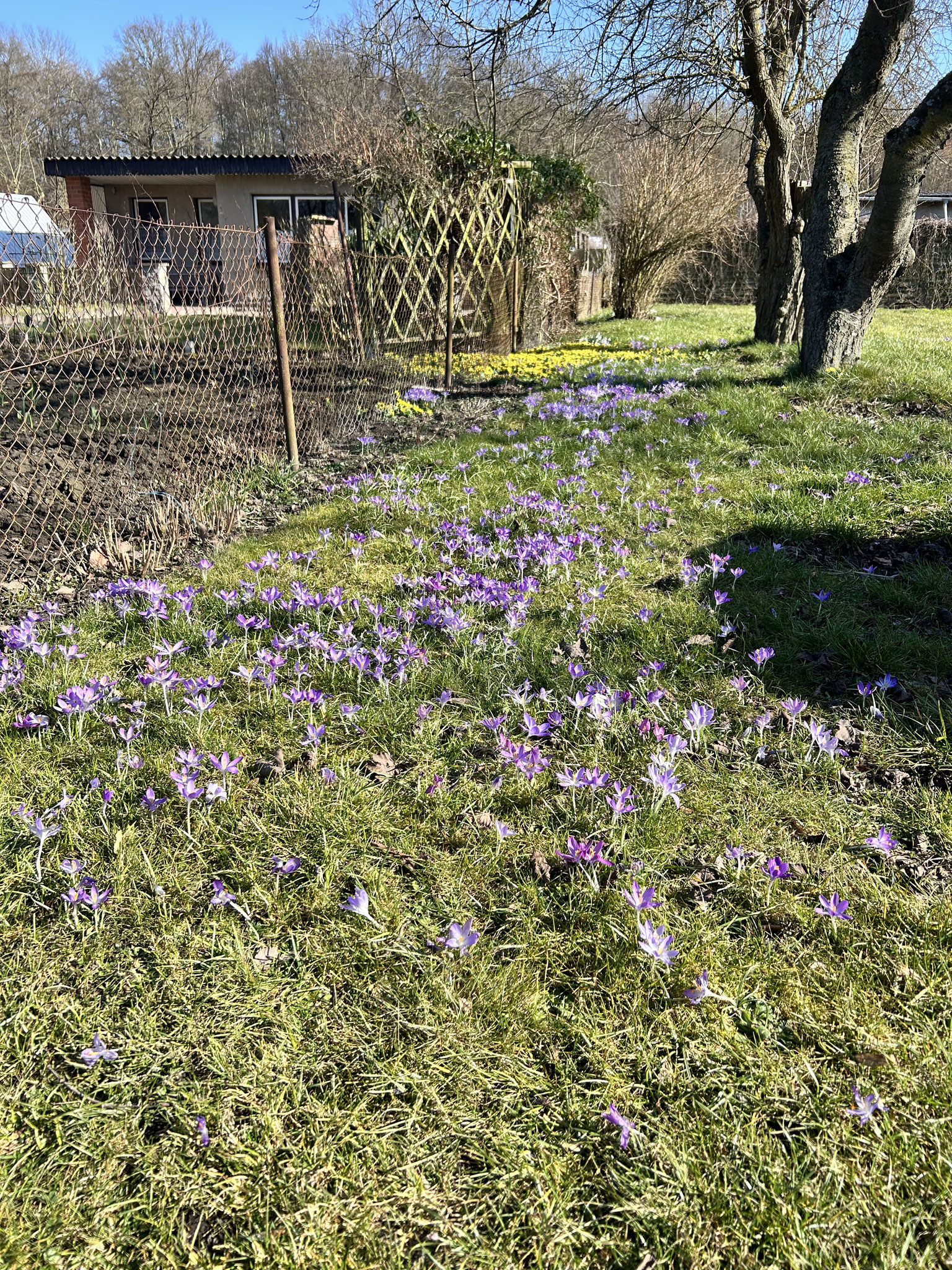 Krokusse beim Parkplatz