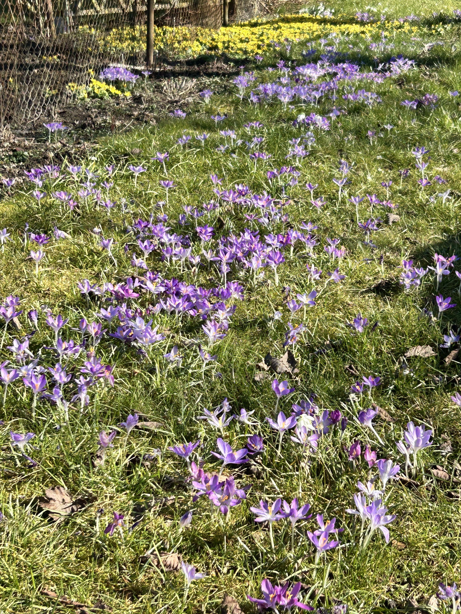 Krokusse wohin das Auge schaut